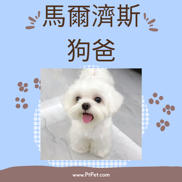 馬爾濟斯-狗爸