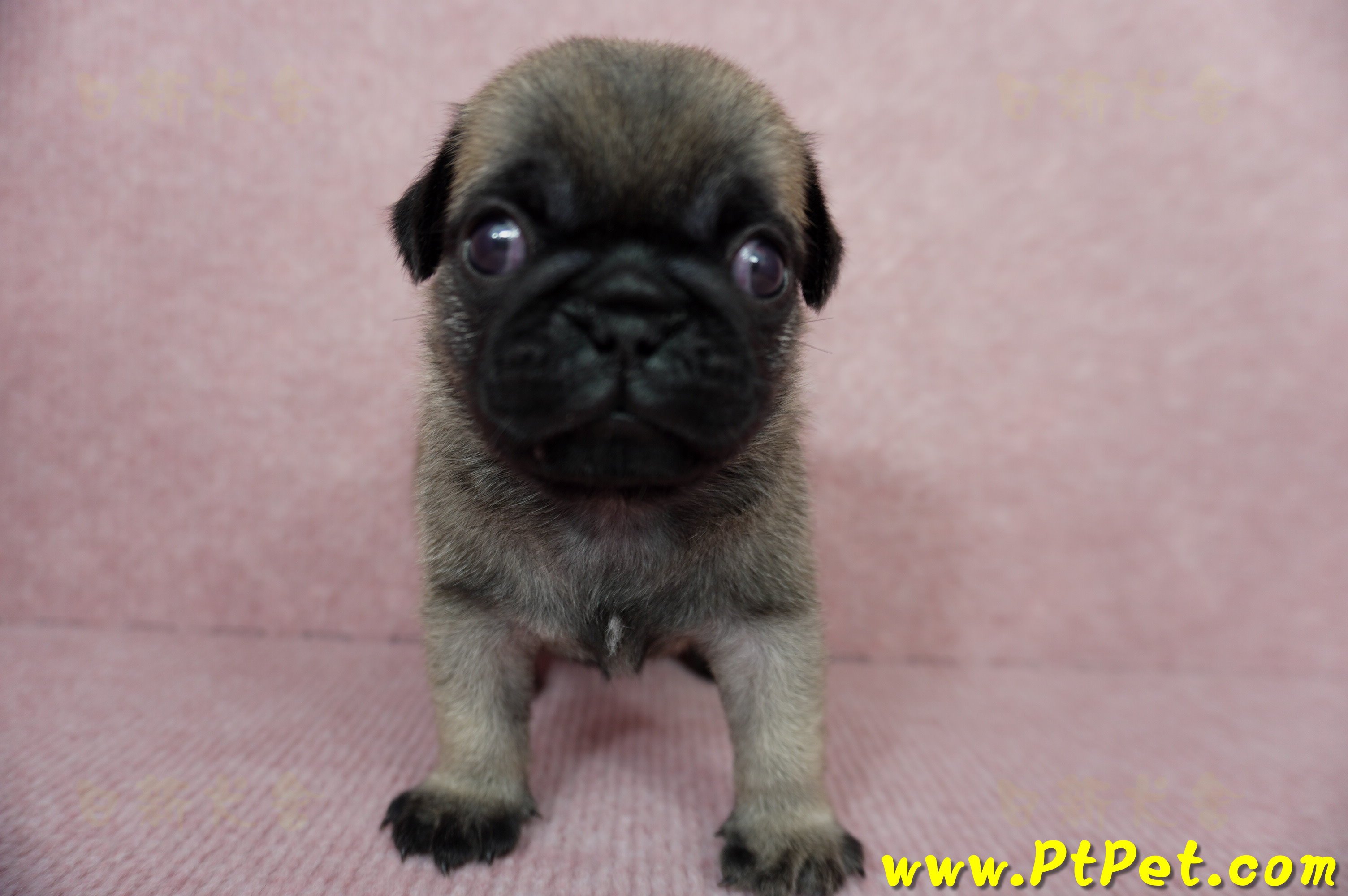 04/02巴哥公幼犬4號(新北樹林)