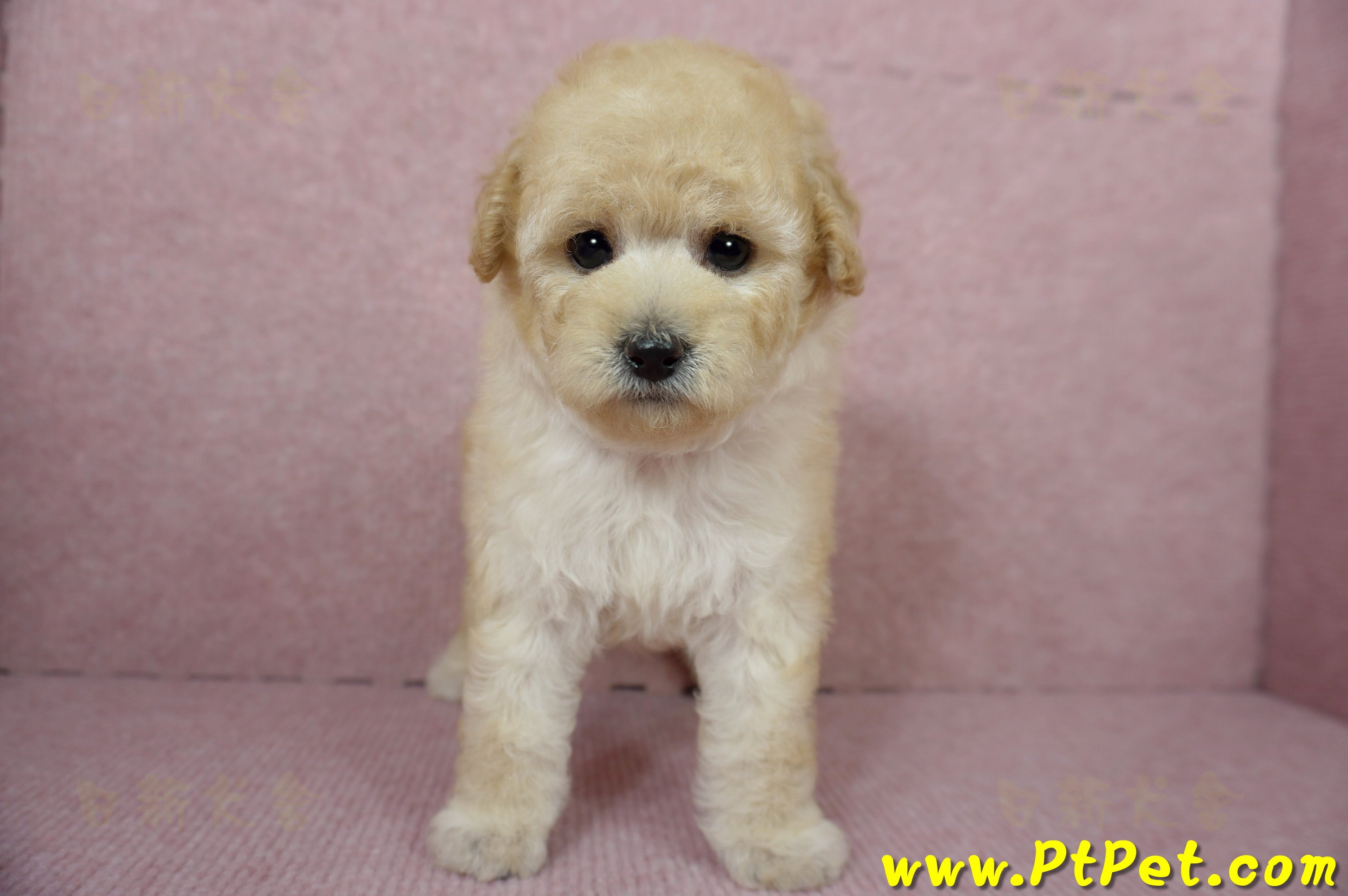 11/26迷你型奶油貴賓母幼犬(台東市)