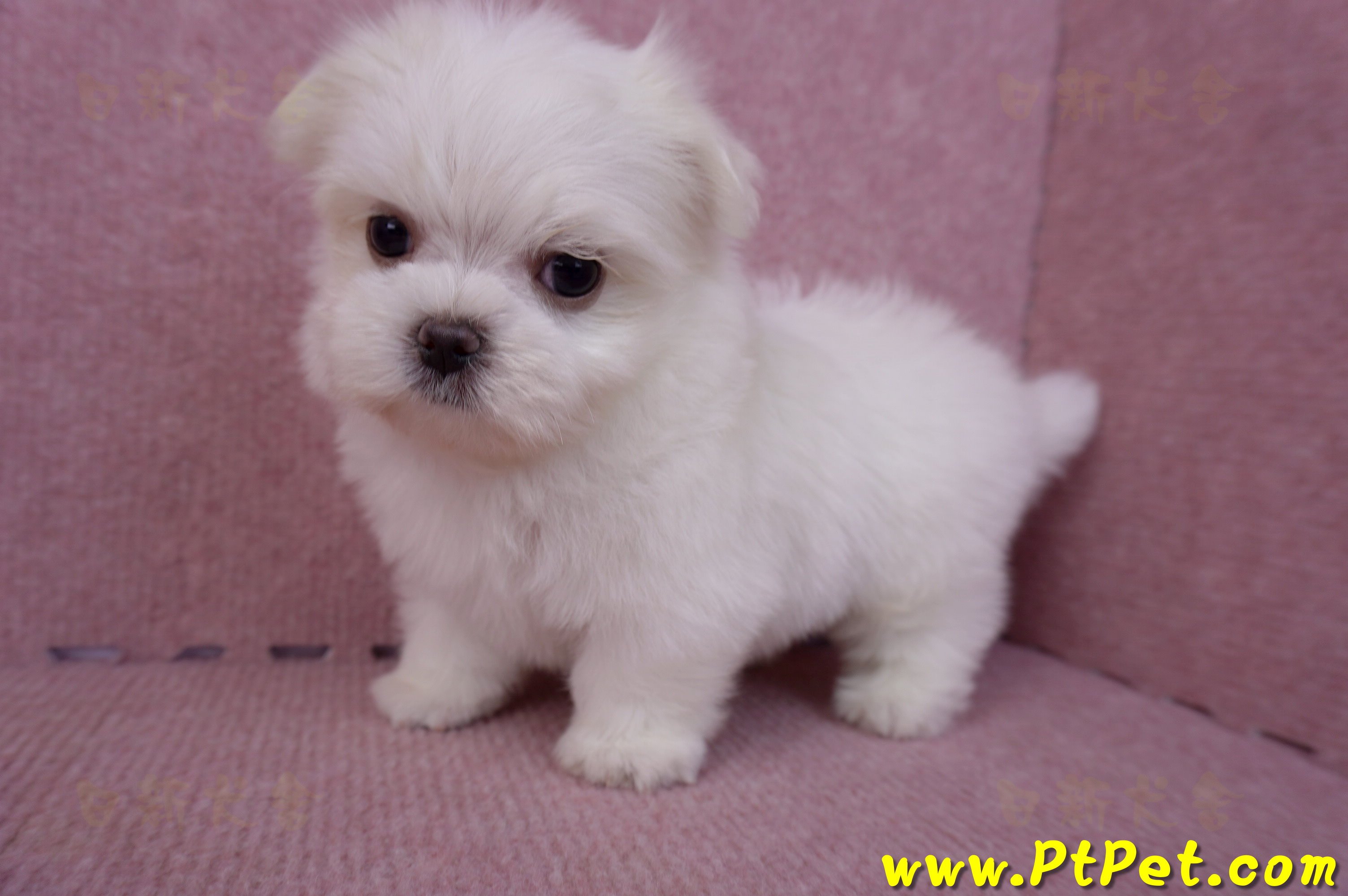 06/26迷你型馬爾濟斯公幼犬1號(台北南港)