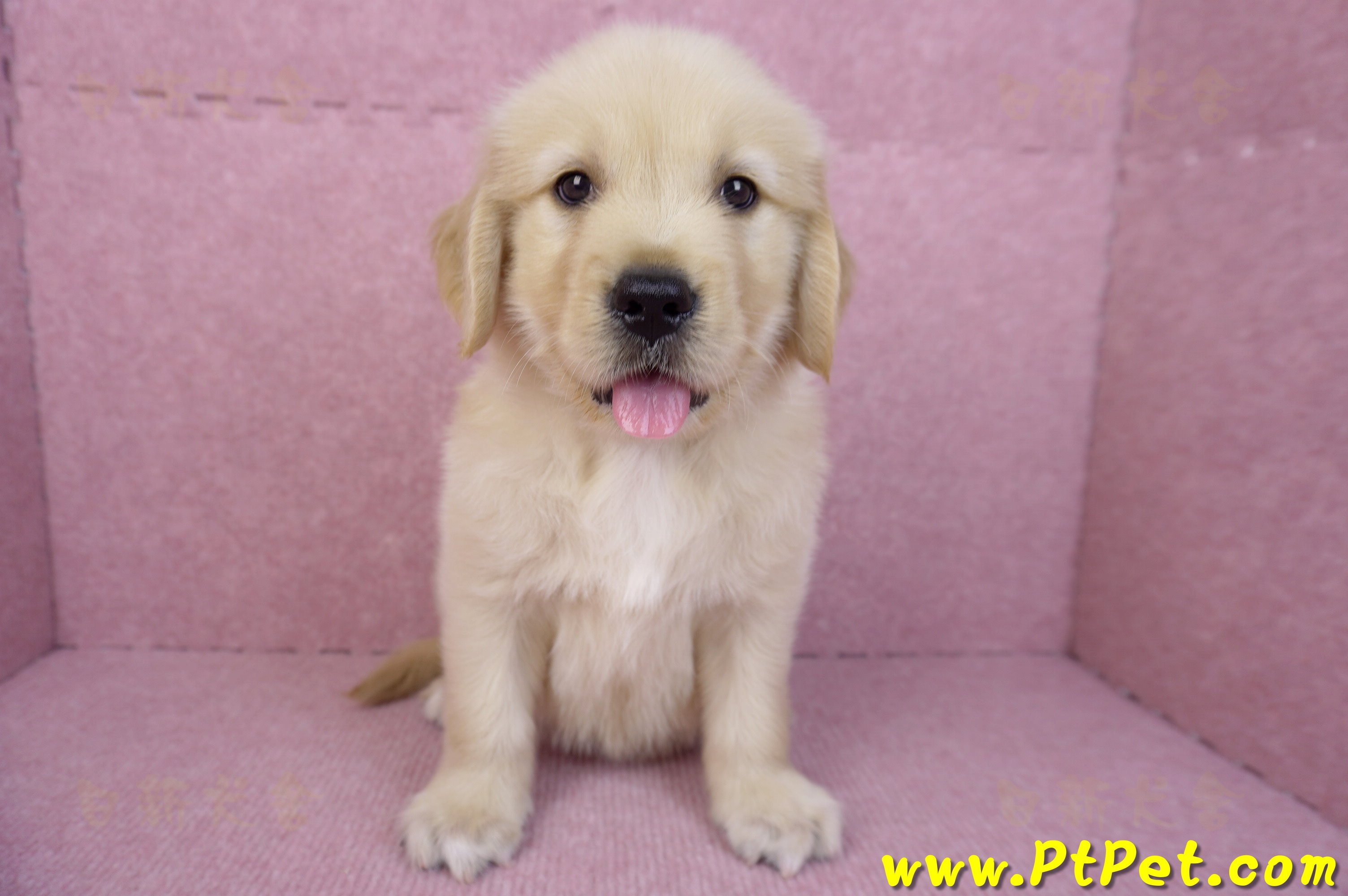 07/18黃金獵犬公幼犬5號(桃園龜山)