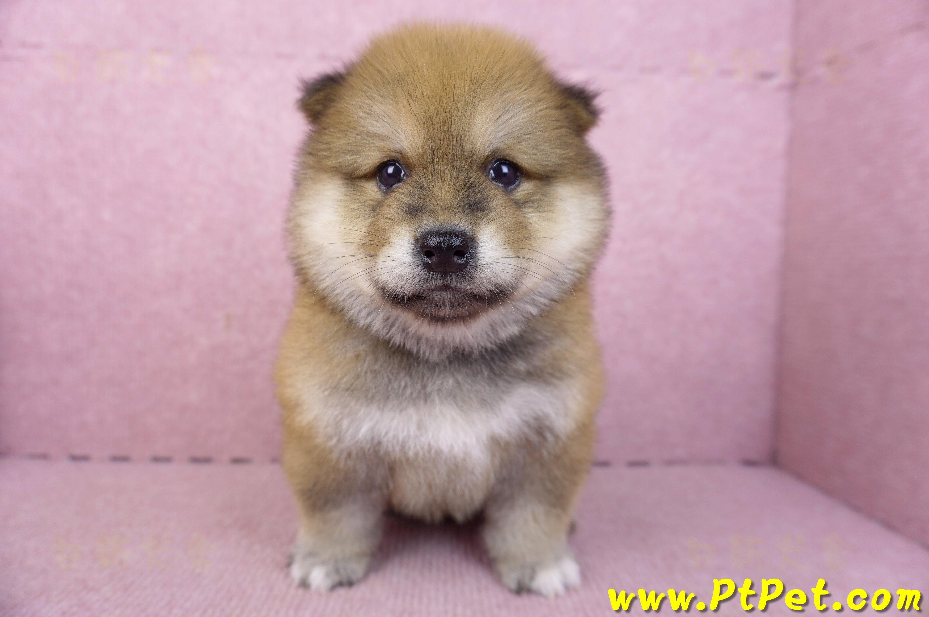 03/09赤色長毛柴犬公幼犬