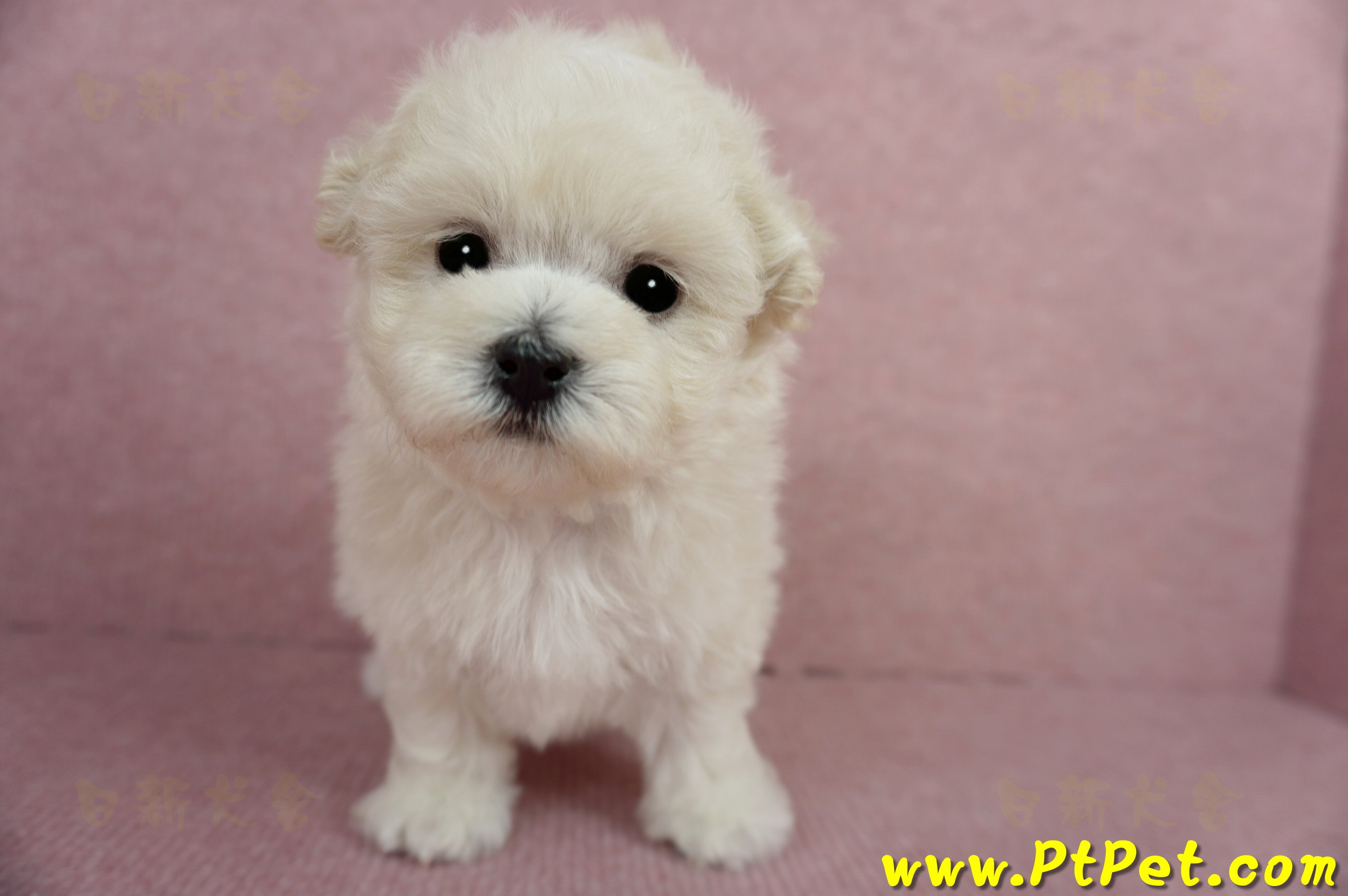 03/31奶油色馬爾泰迪母幼犬2號(屏東市)