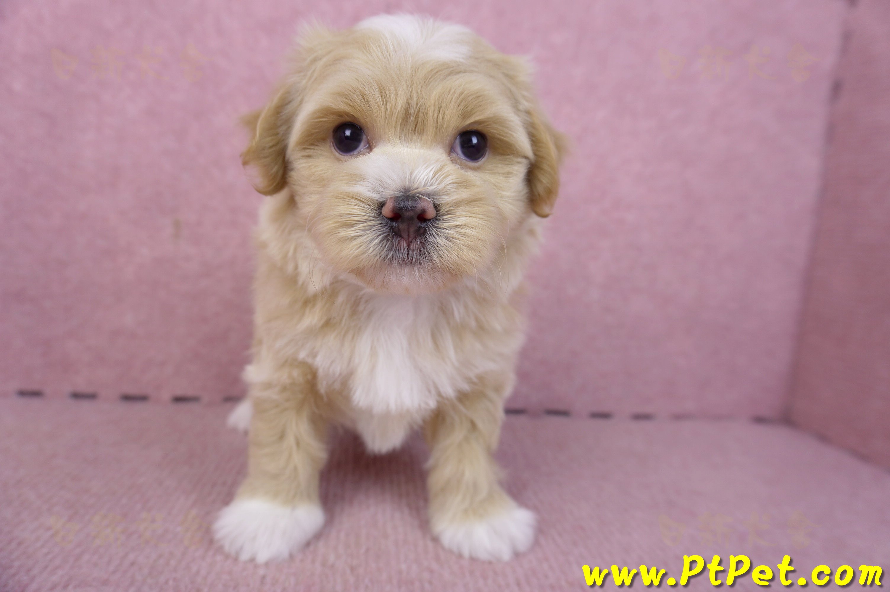 01/30馬爾泰迪公幼犬2號(新竹竹北)