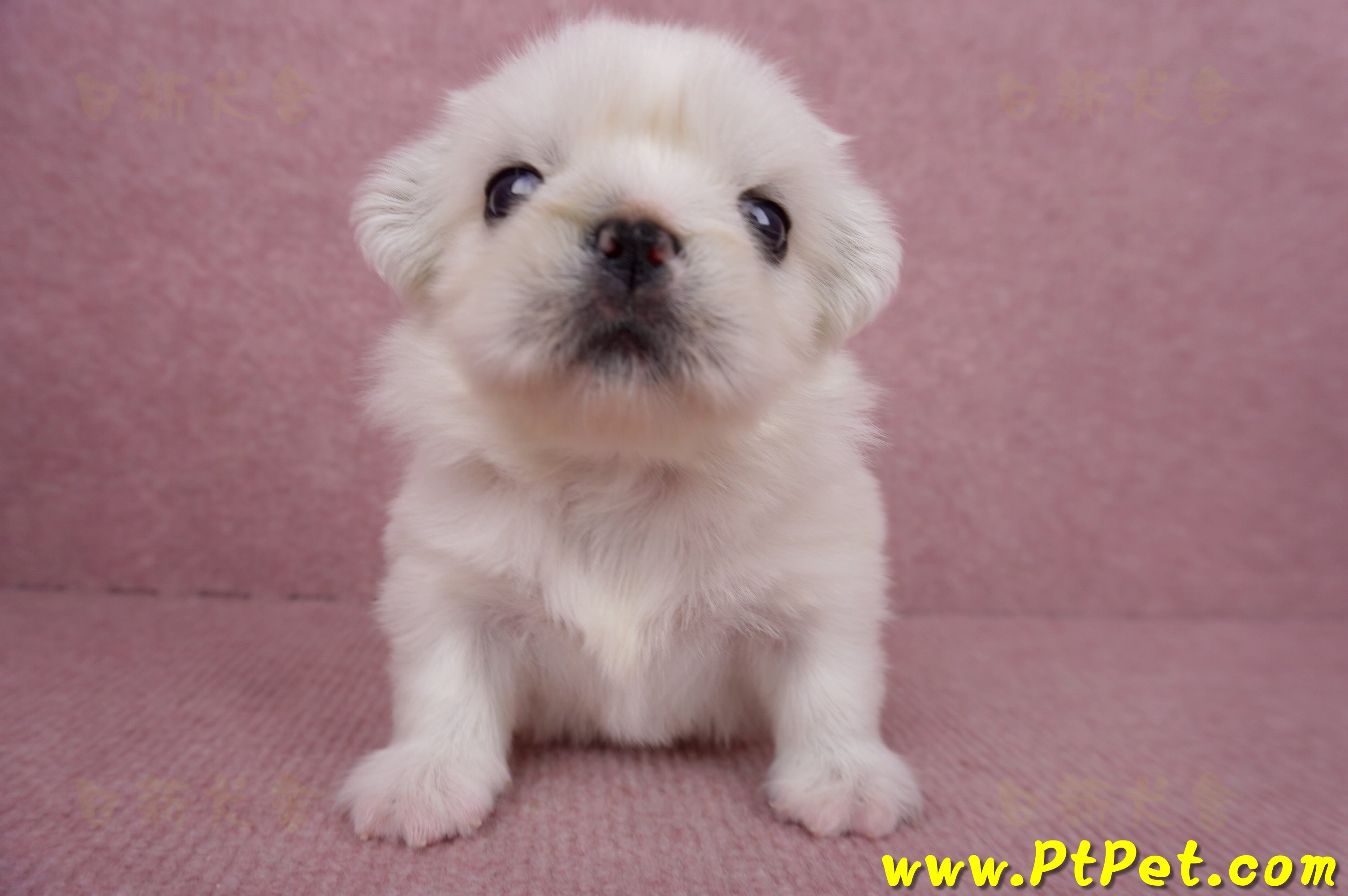 06/19北京狗母幼犬(高雄左營)