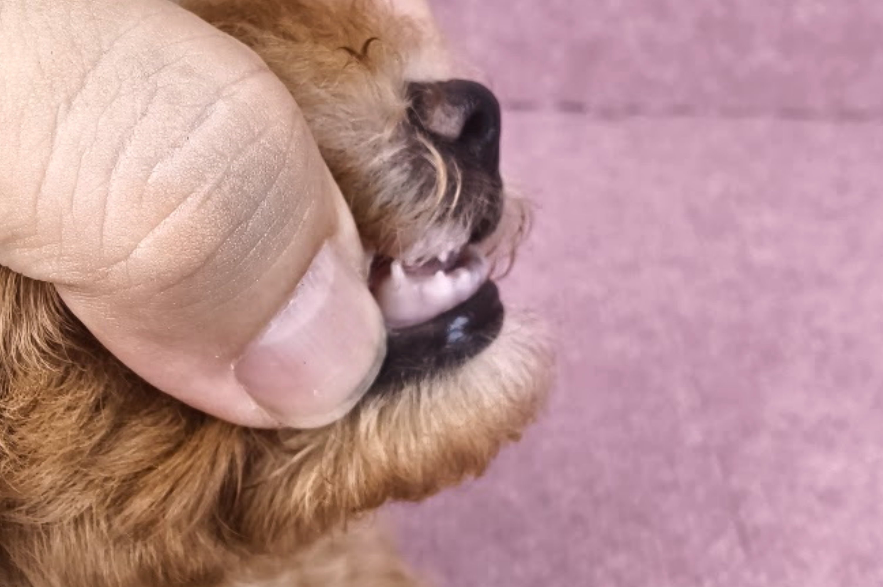 06/22泰迪比熊母幼犬(新竹市)