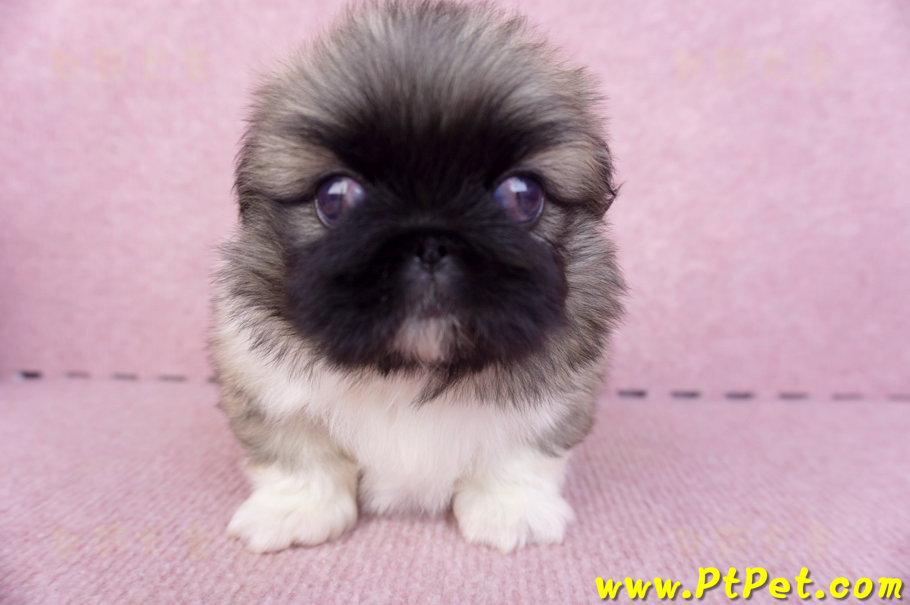 10/31松色北京狗公幼犬(新北新莊)