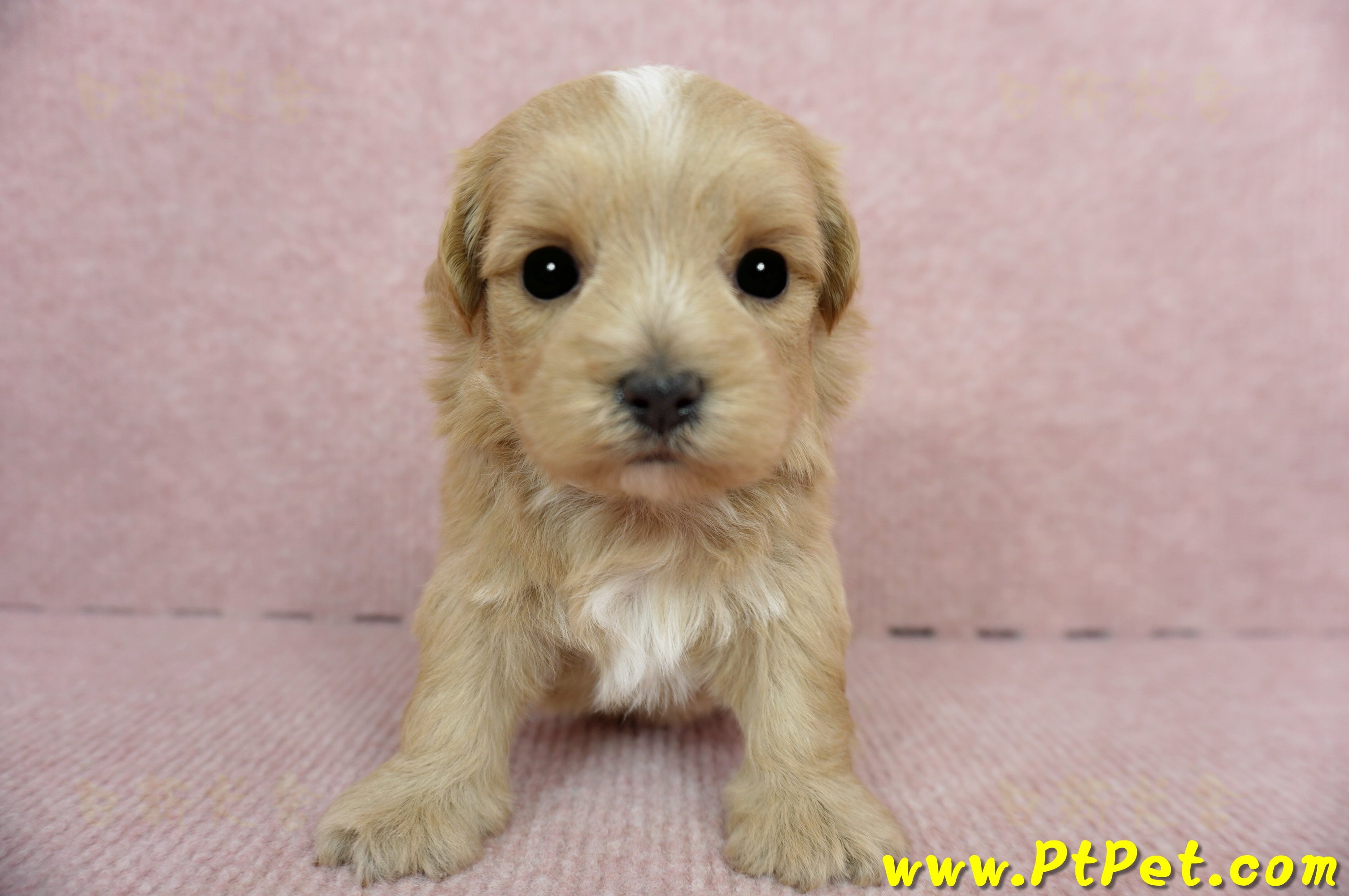 2/23奶油色馬爾泰迪 I 母幼犬2號(高雄鼓山)