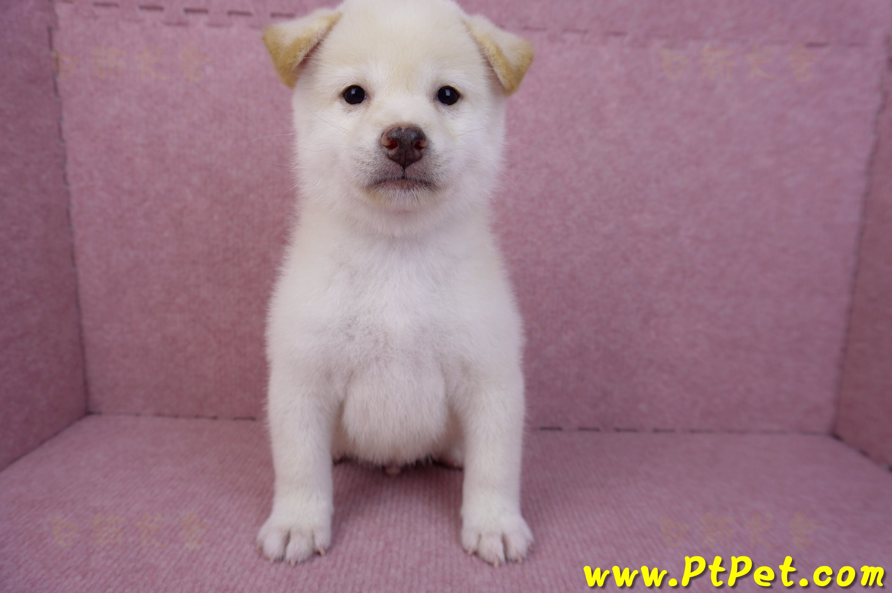 07/11白色柴犬公幼犬(屏東長治)