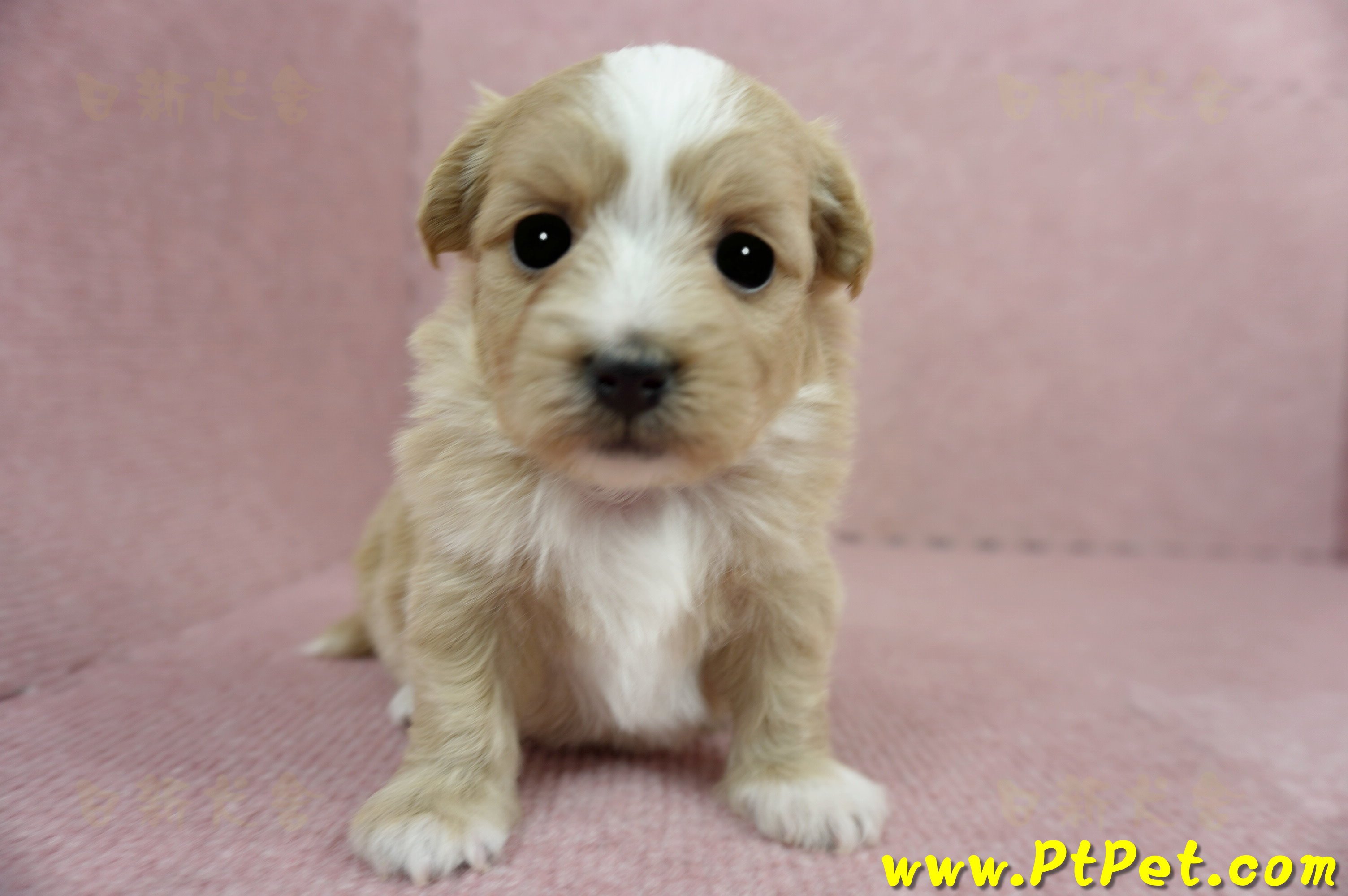 03/21奶油色馬爾泰迪 I 母幼犬1號(台中南屯)