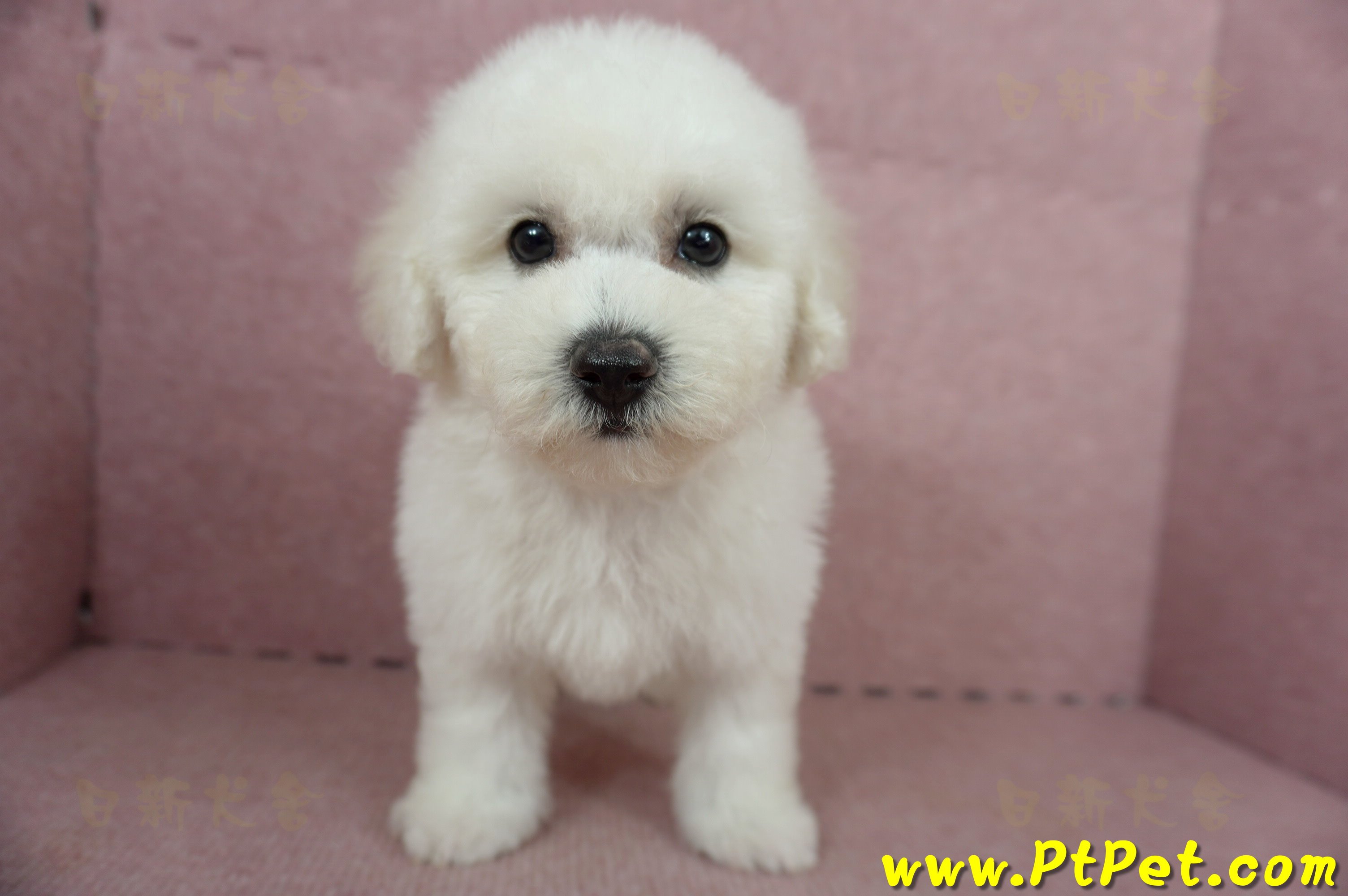 05/20比熊犬公幼犬2號(高雄苓雅)