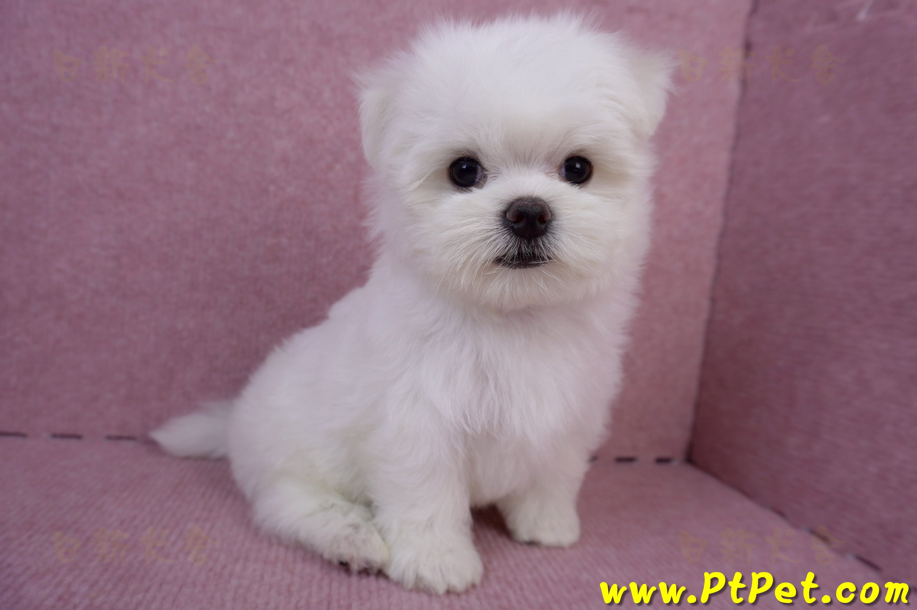 05/28迷你型馬爾濟斯公幼犬2號(台東成功)