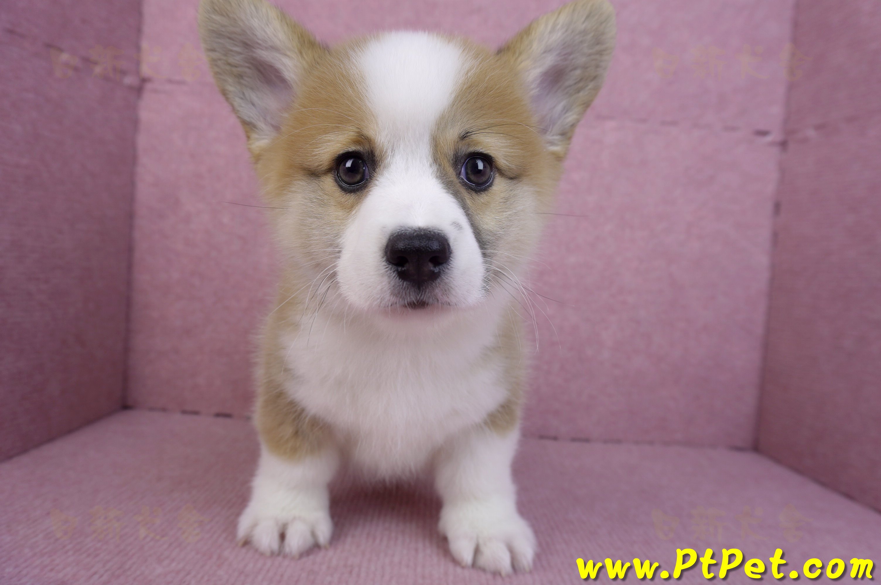 11/05雙色柯基犬公幼犬(台中北屯)