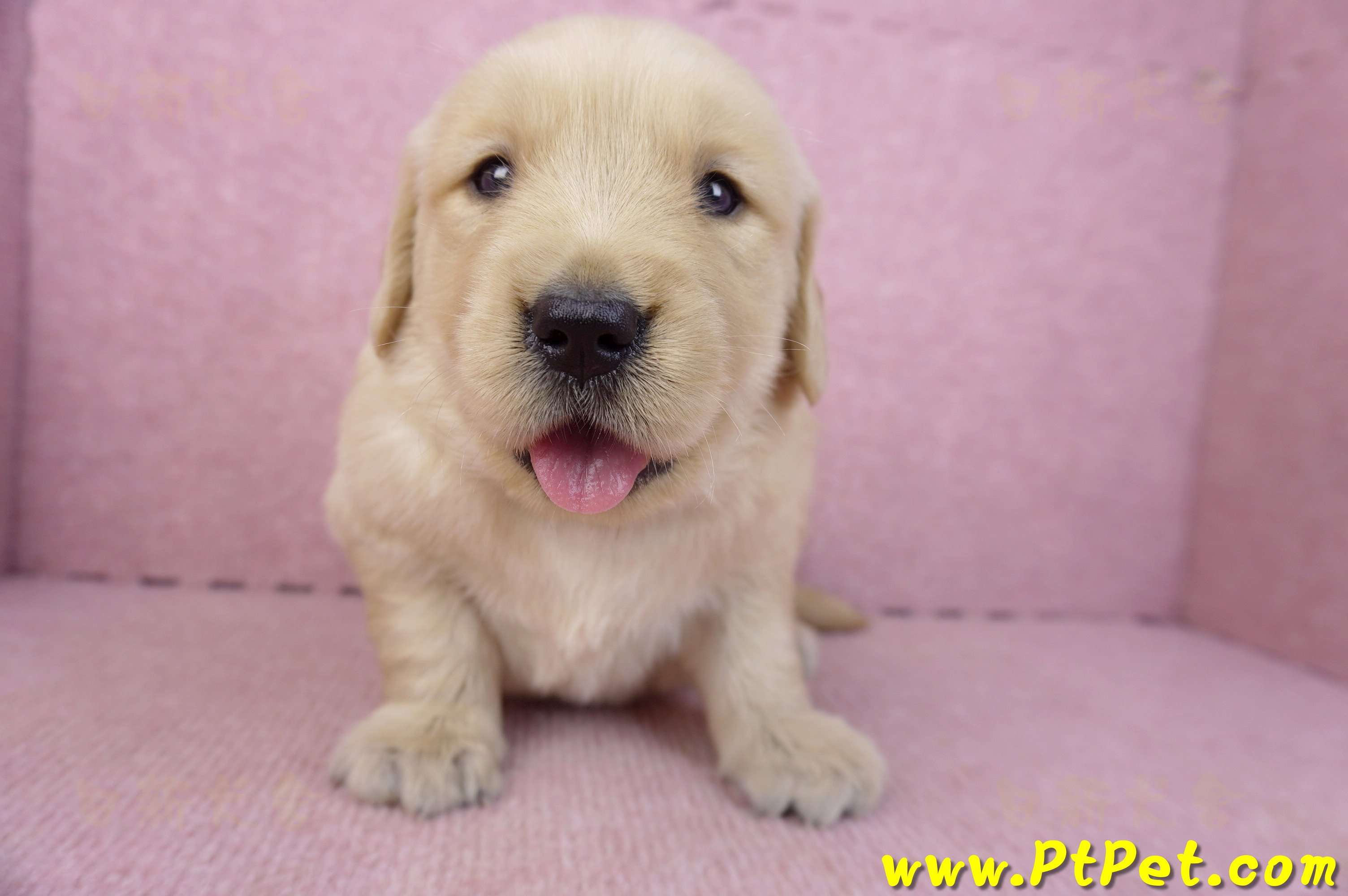 03/12黃金獵犬母幼犬2號