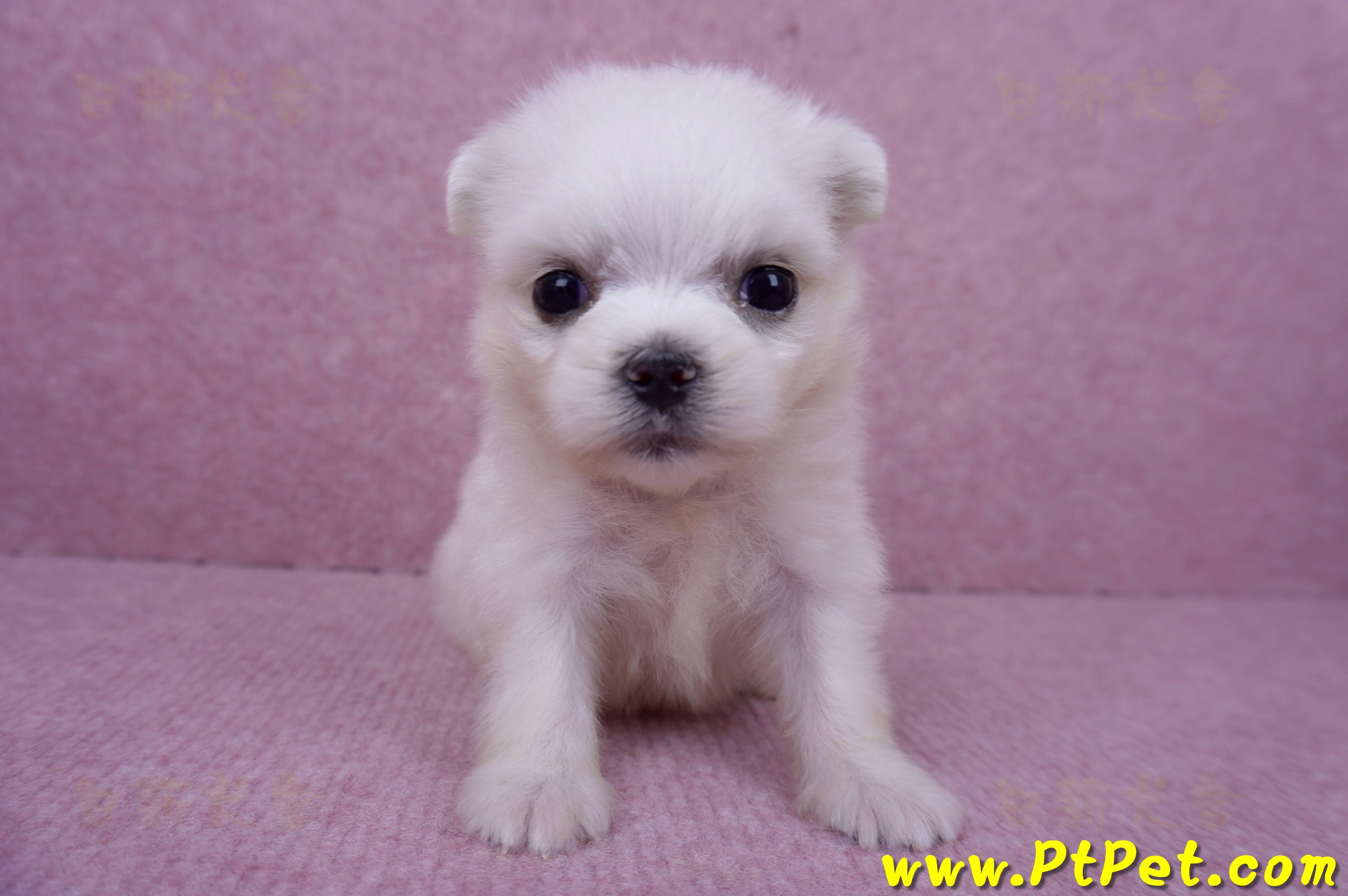 07/26迷你型馬爾濟斯 I 母幼犬(高雄大社)