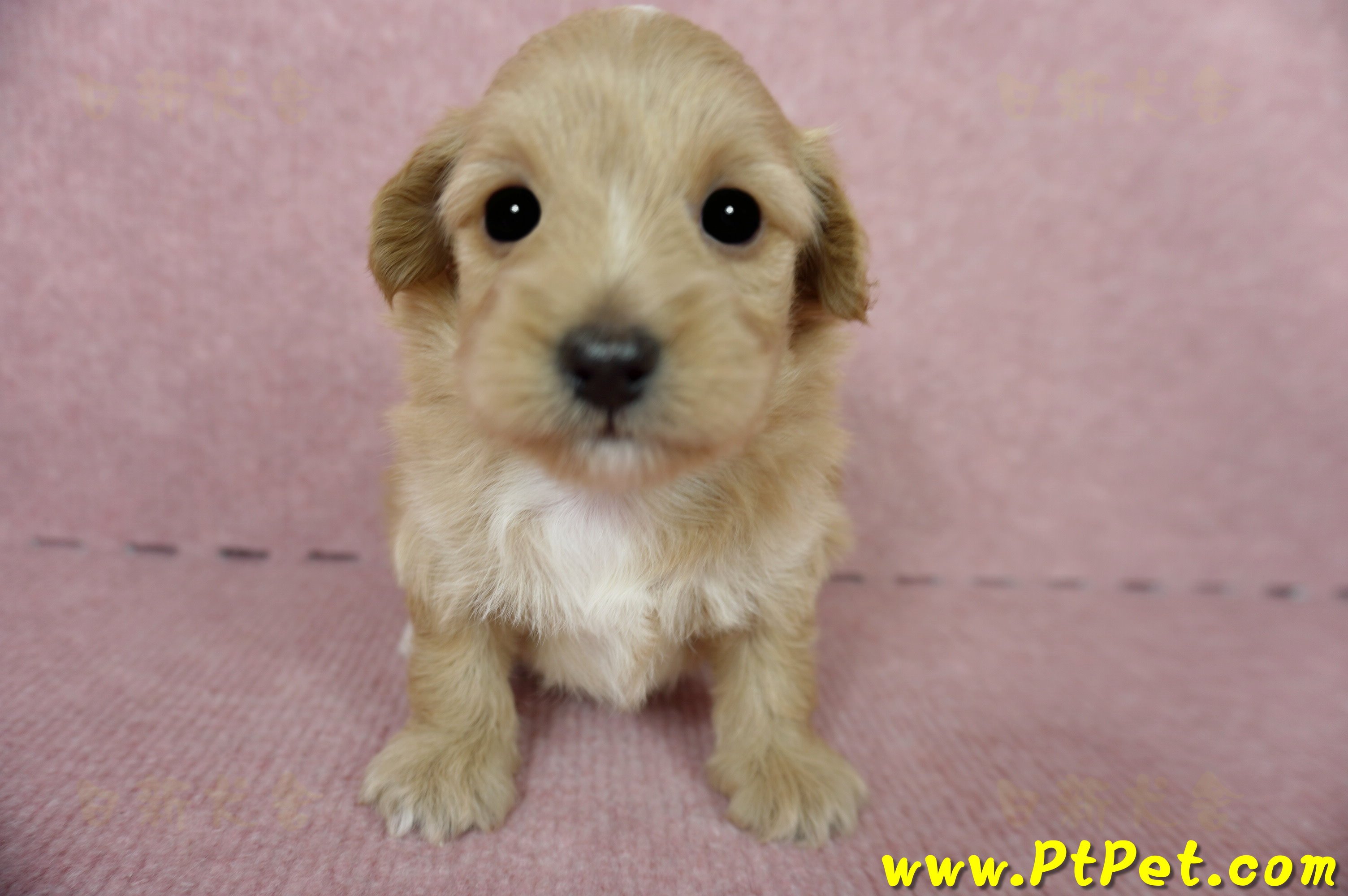 05/05奶油色馬爾泰迪母幼犬1號(新北三重)