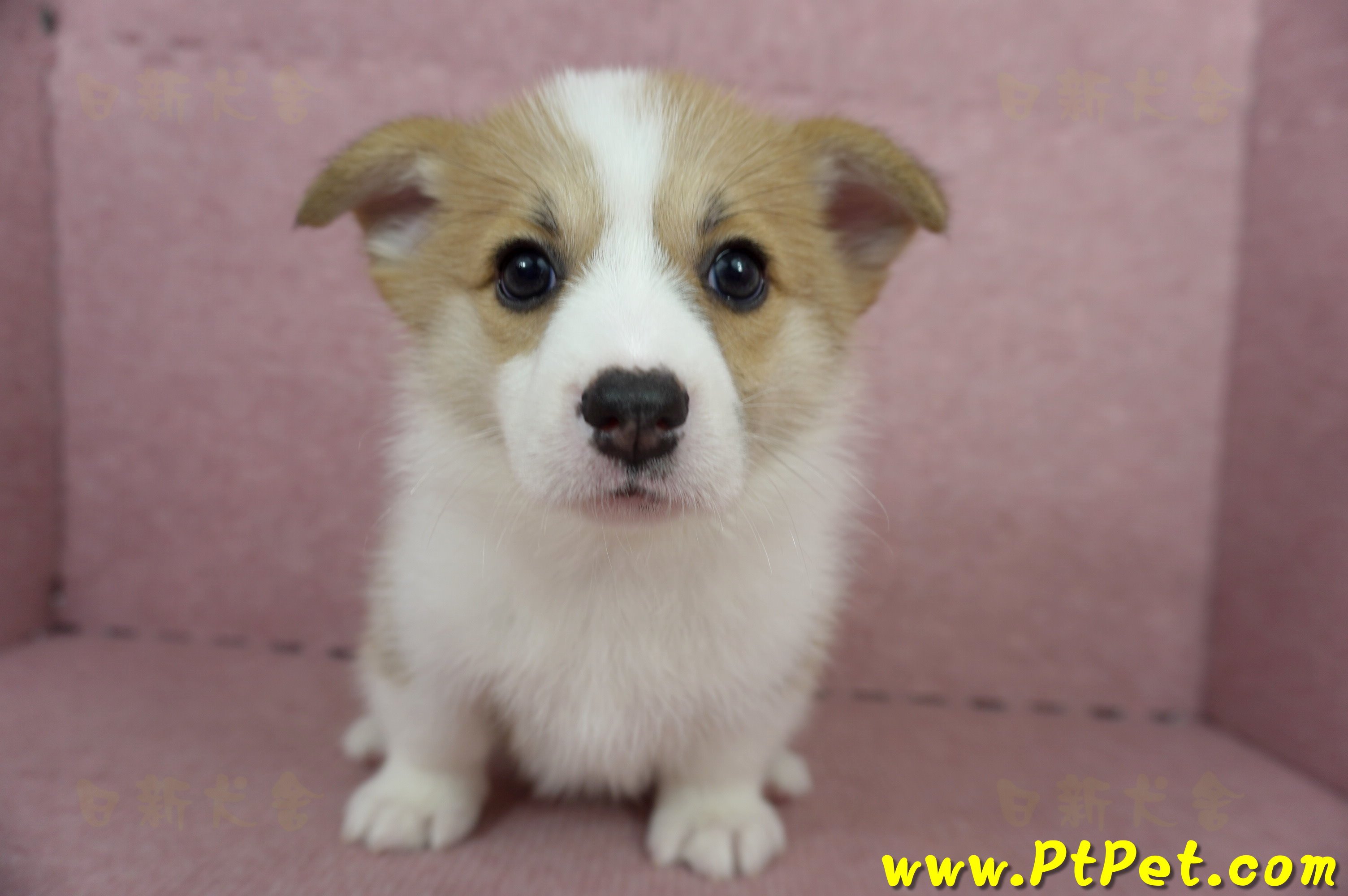 04/28雙色柯基犬母幼犬(高雄前鎮)