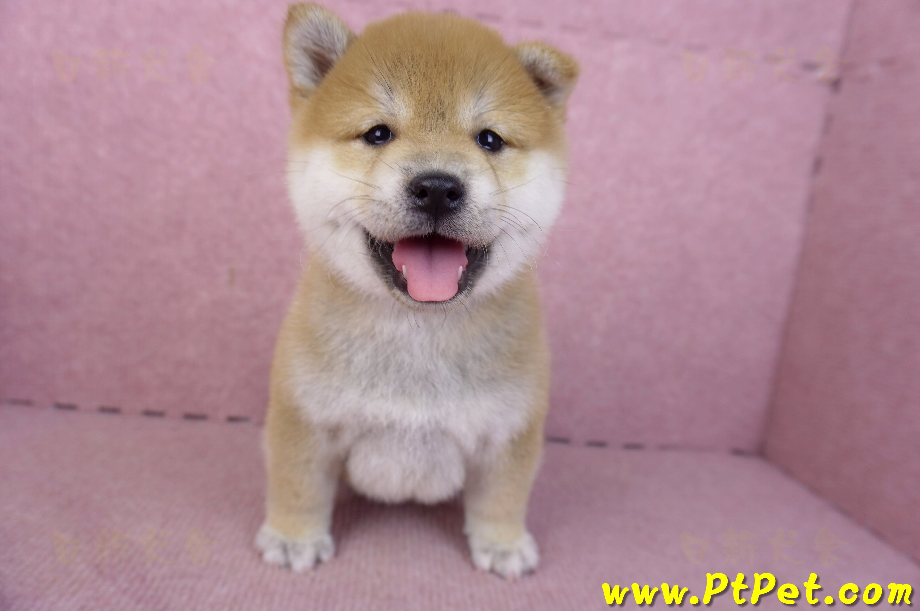 02/06赤色柴犬母幼犬3號