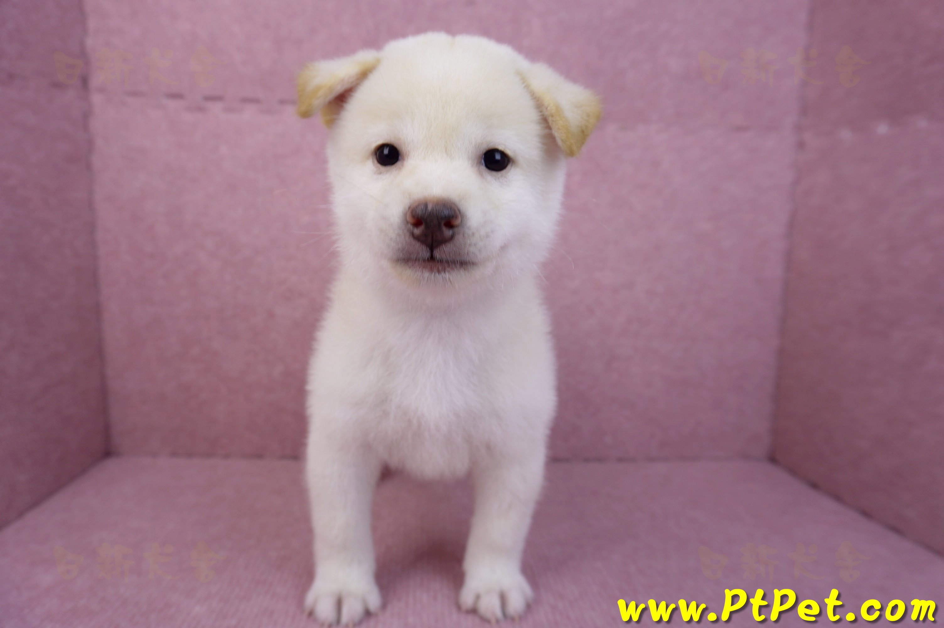 07/11白色柴犬公幼犬(屏東長治)