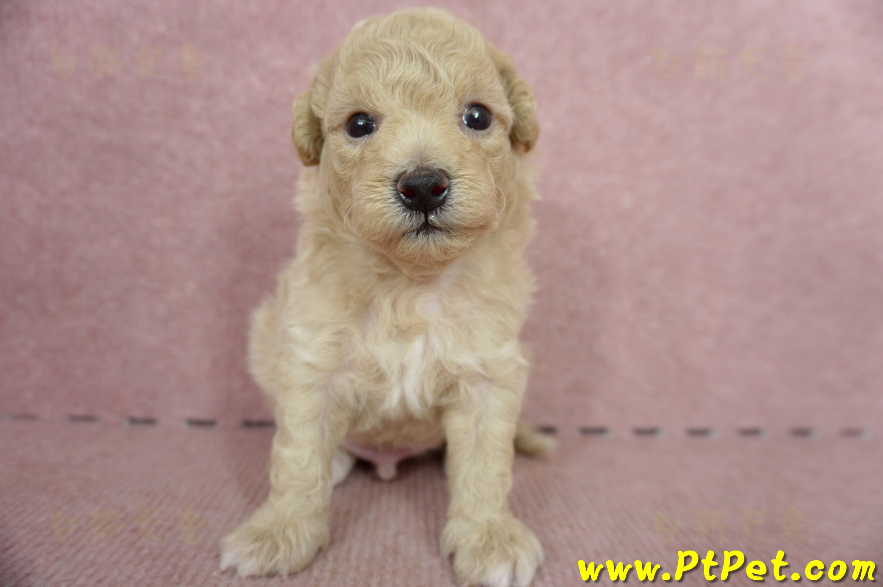 06/04泰迪比熊公幼犬2號(新北新莊)