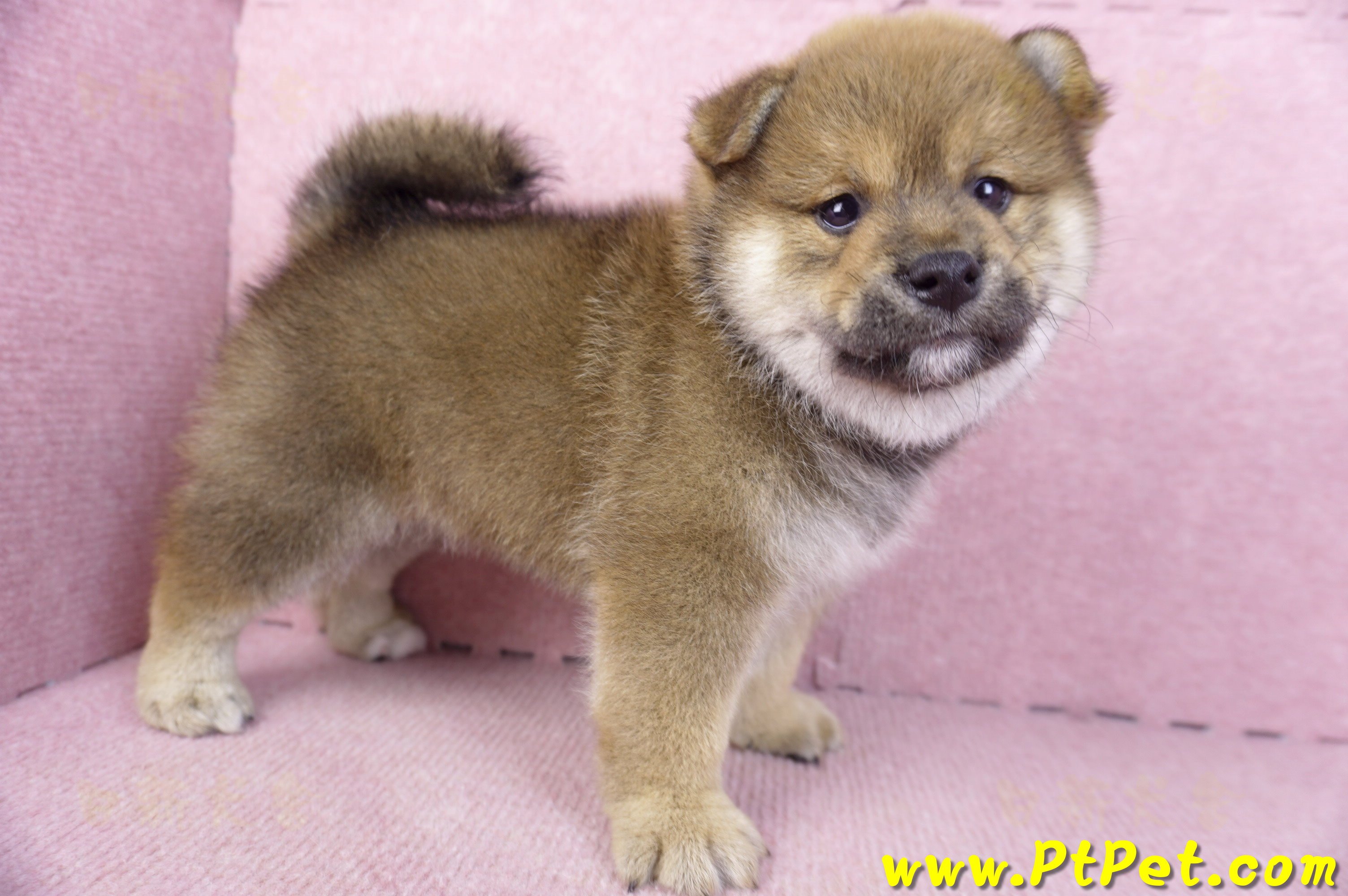 02/05赤色柴犬公幼犬