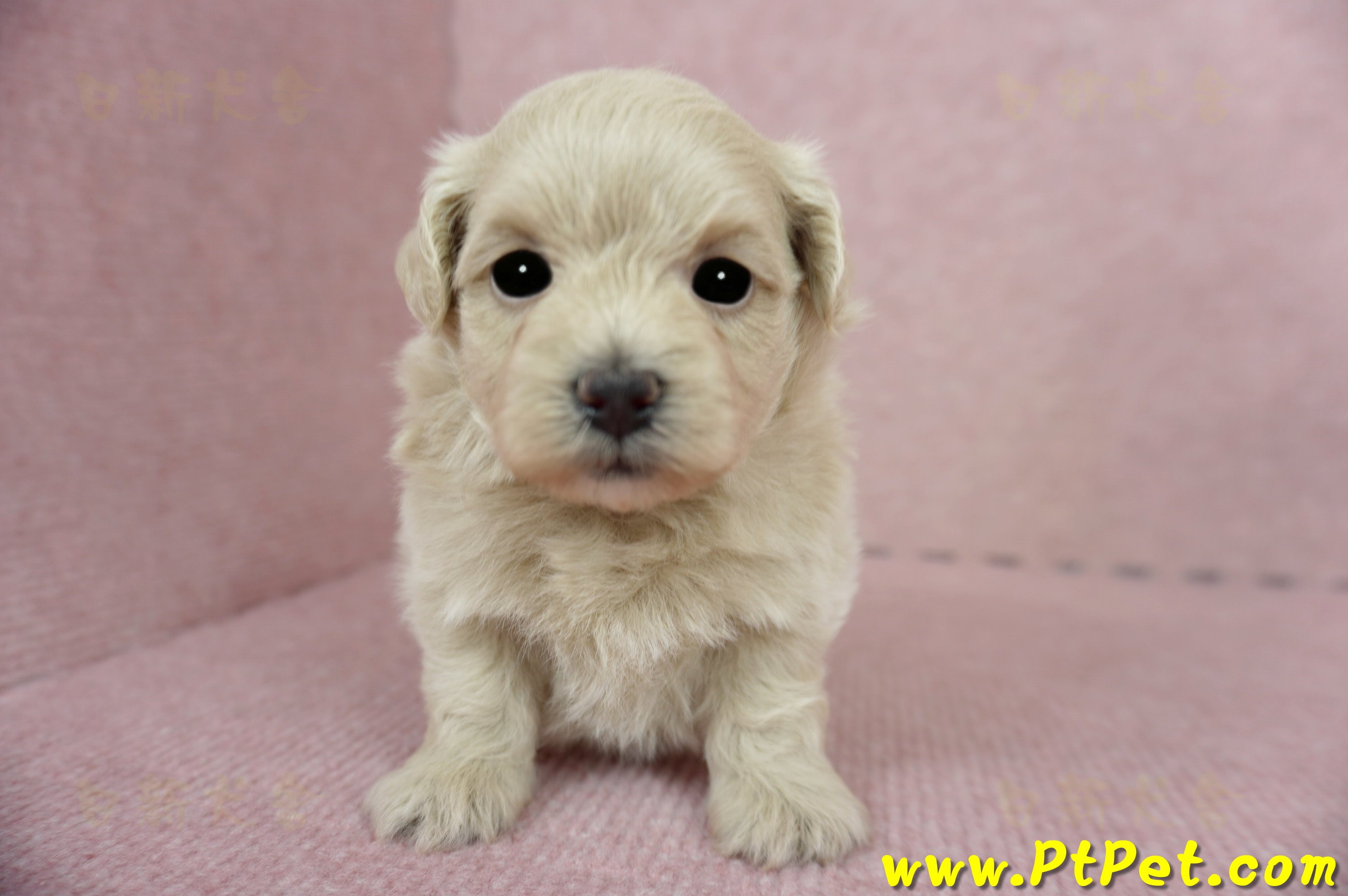 03/14奶油色馬爾泰迪母幼犬(新竹竹東)