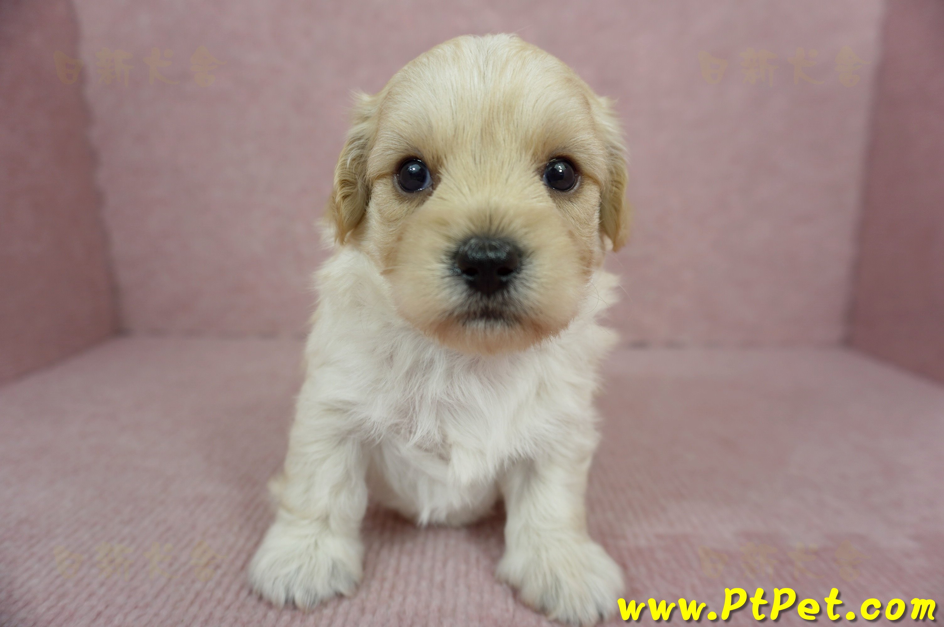 02/14奶油色馬爾泰迪公幼犬2號(新北汐止)