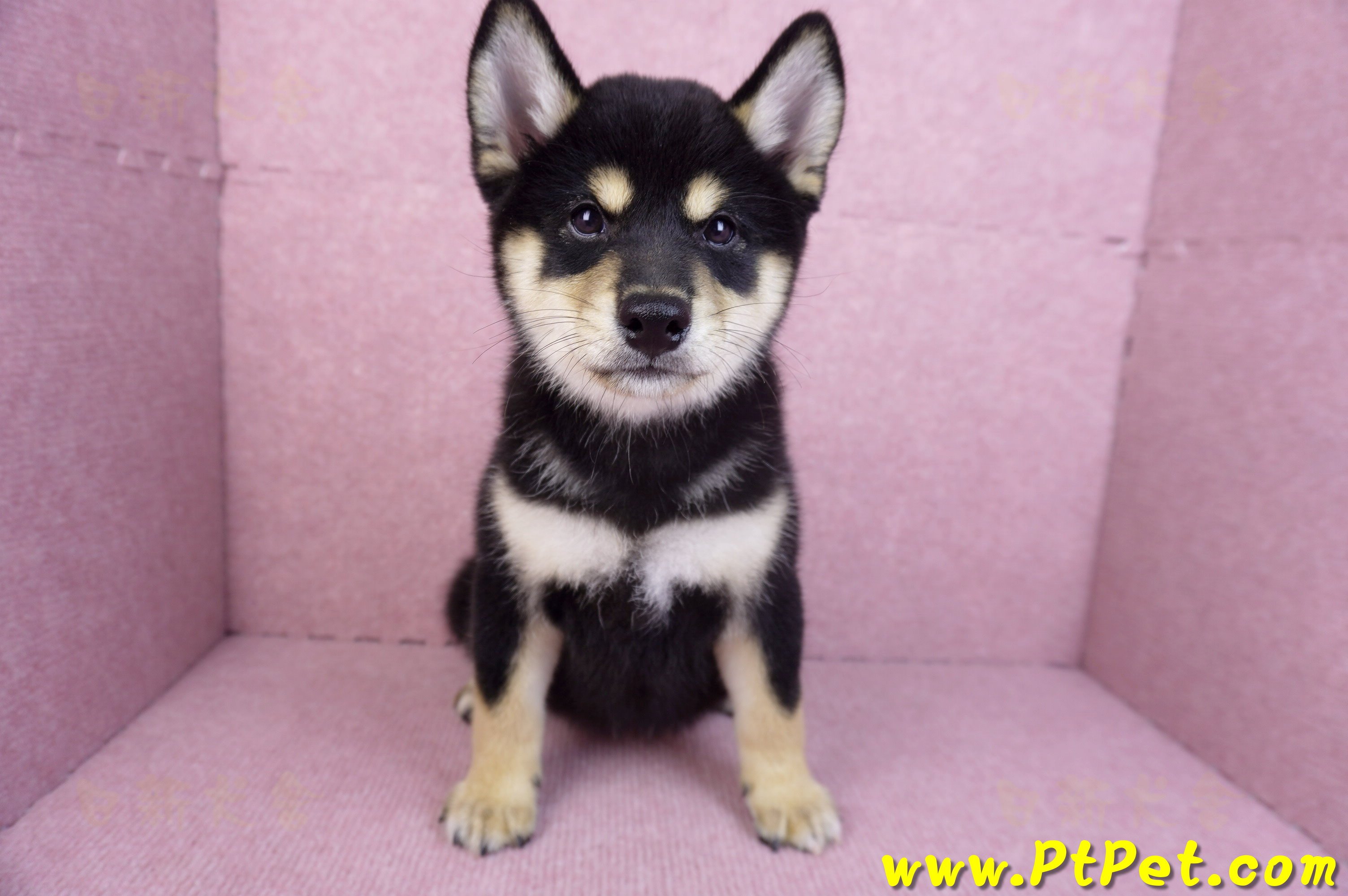 10/15黑色柴犬母幼犬(桃園龜山)