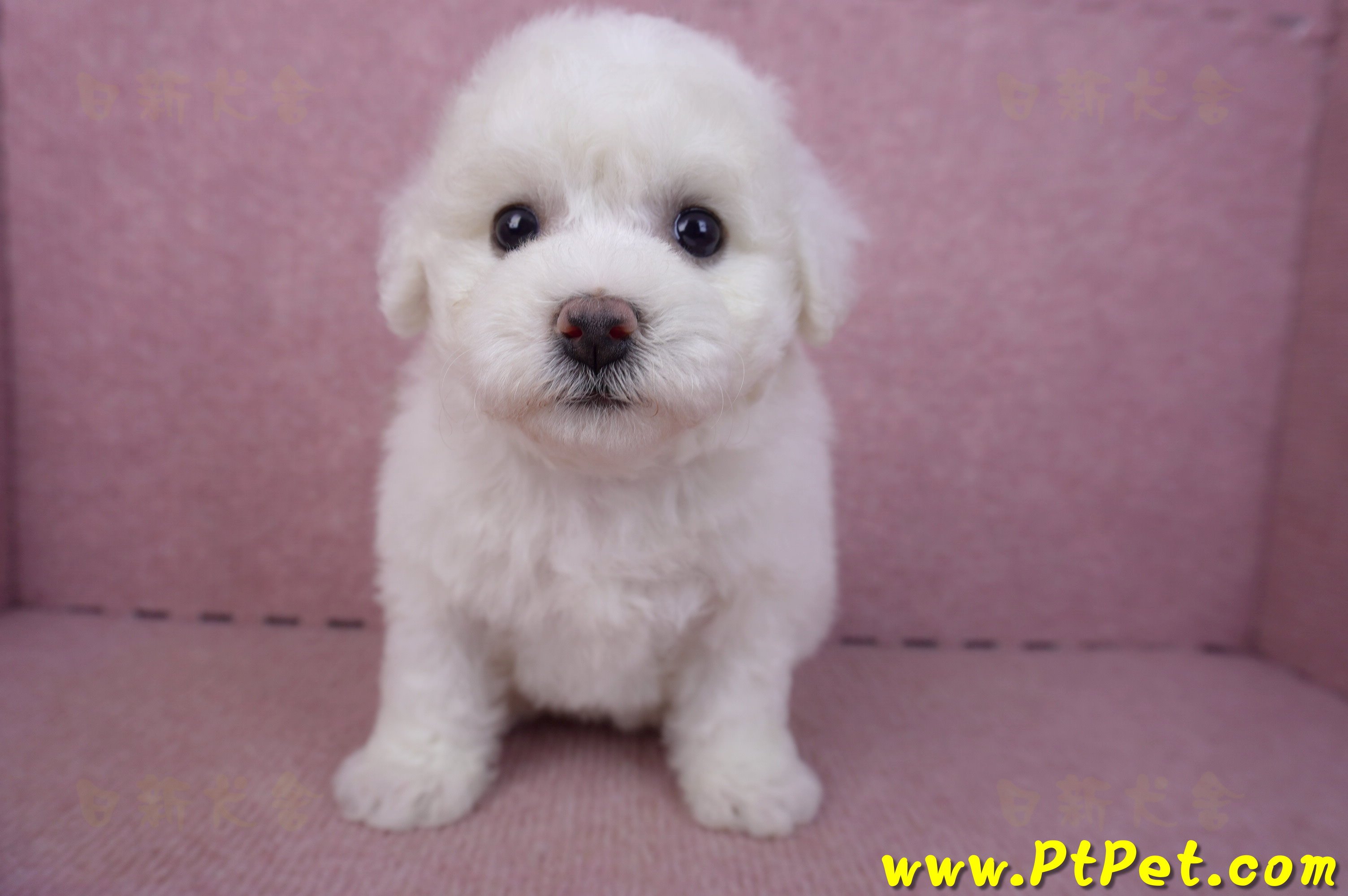 02/14比熊犬母幼犬