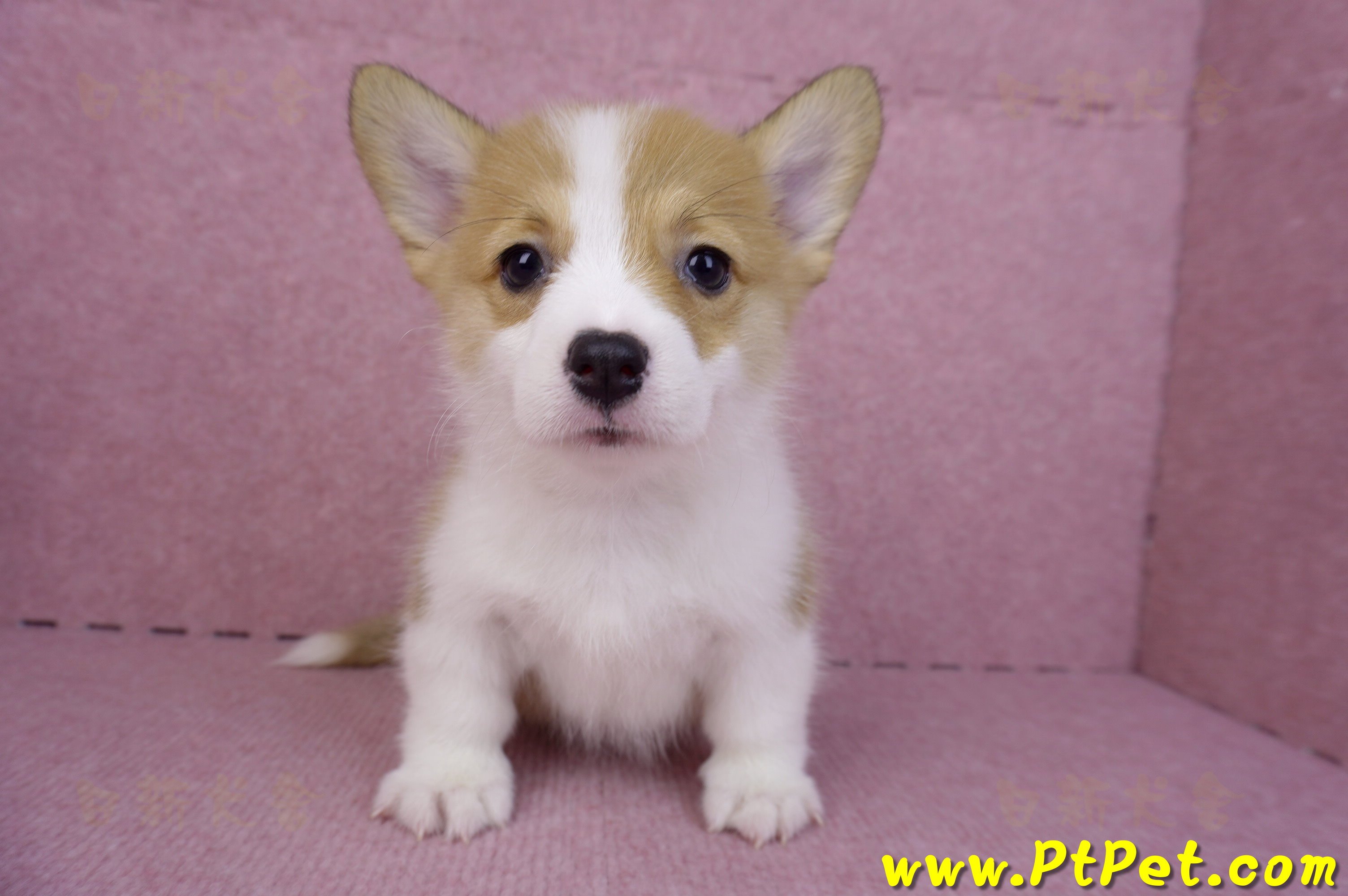 08/03雙色柯基犬母幼犬2號(屏東長治)