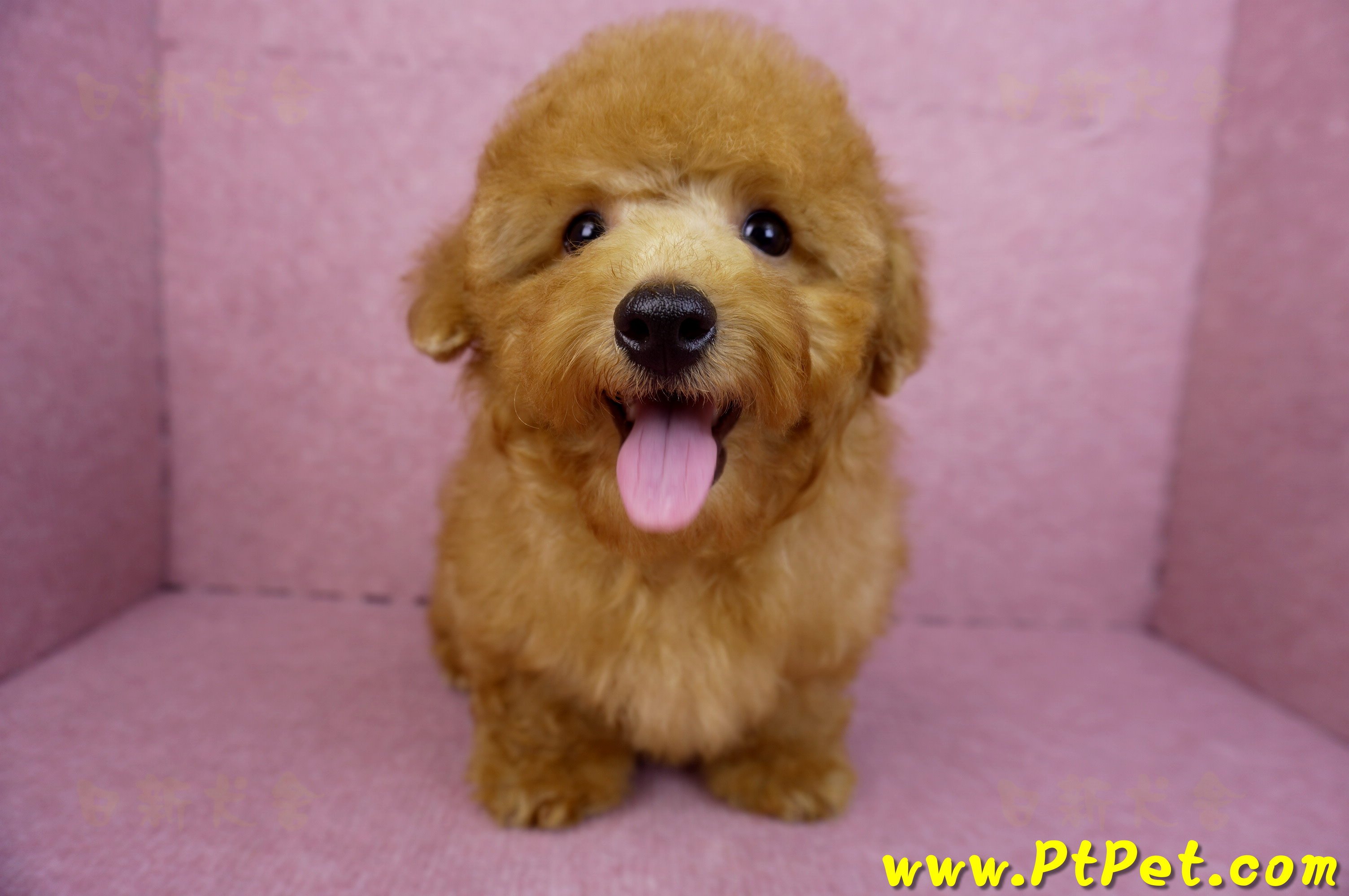 01/26紅貴賓公幼犬