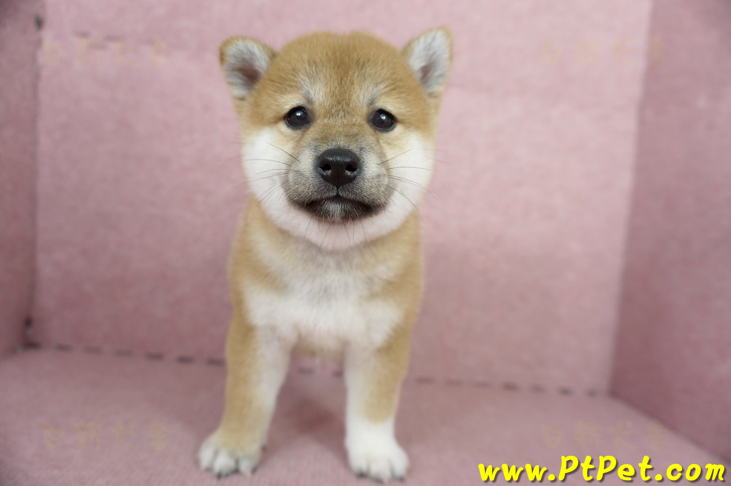 04/29赤色柴犬母幼犬1號(屏東里港)