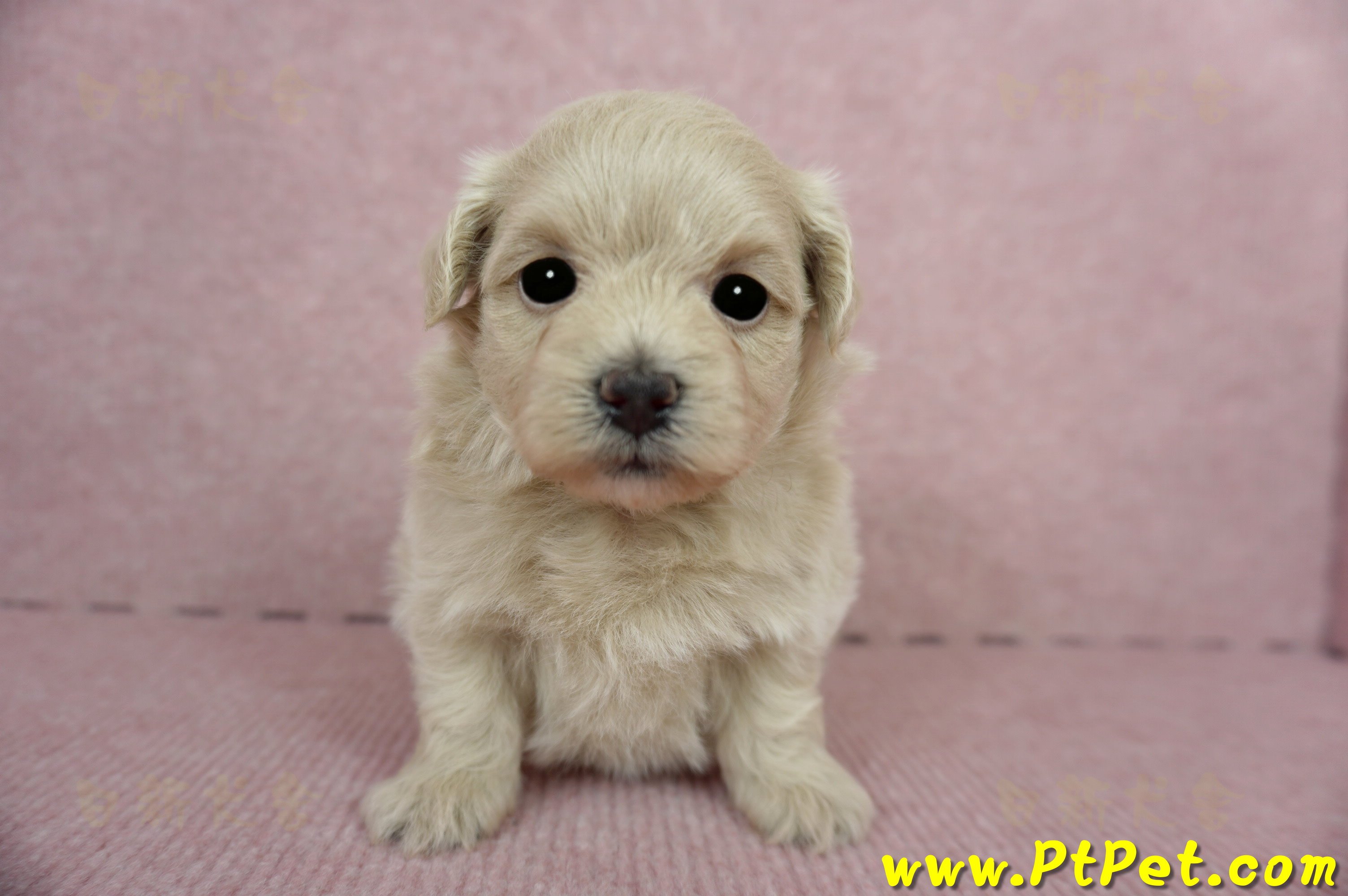 03/14奶油色馬爾泰迪母幼犬(新竹竹東)