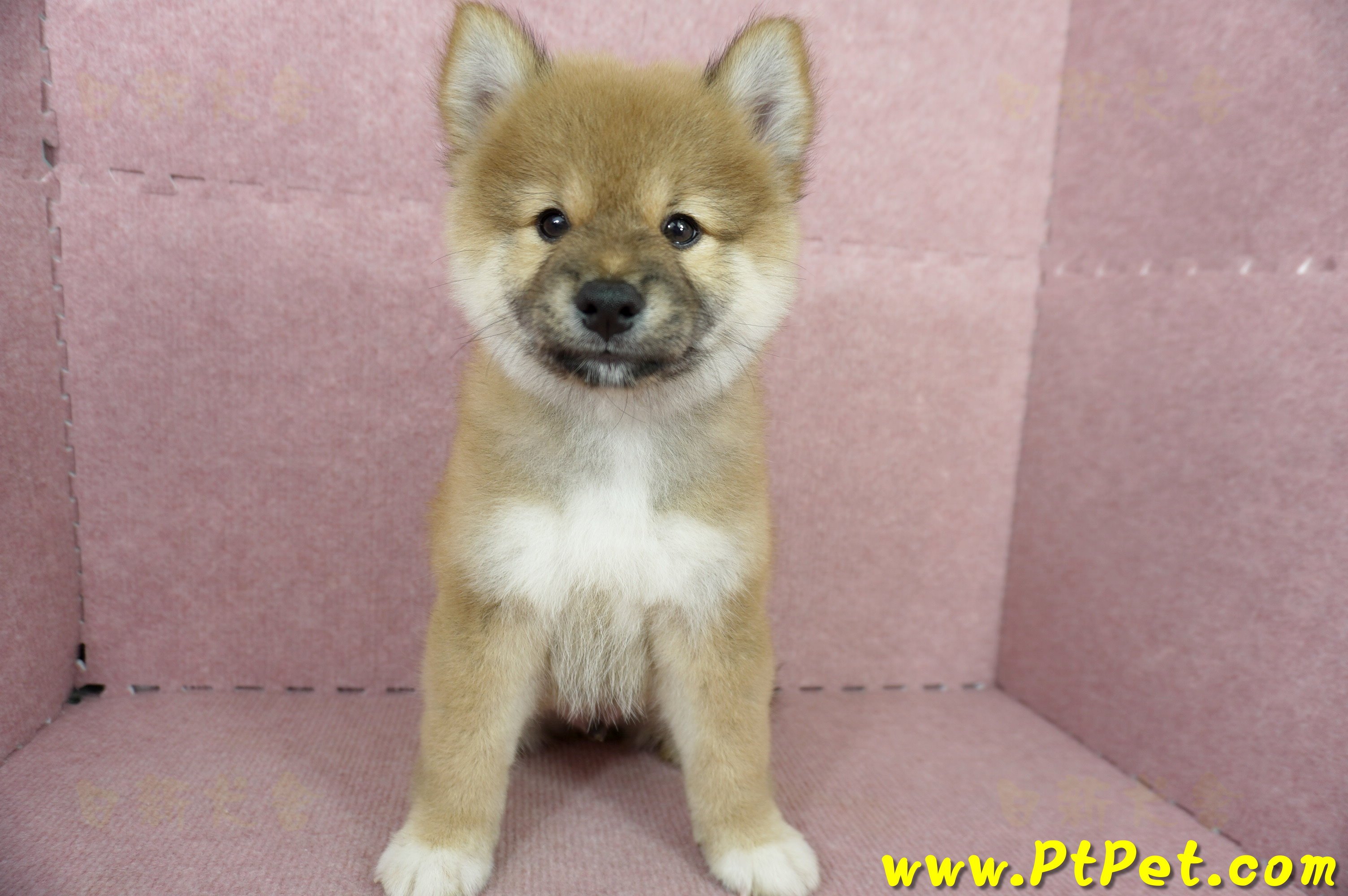 04/29赤色長毛柴犬公幼犬(高雄小港)