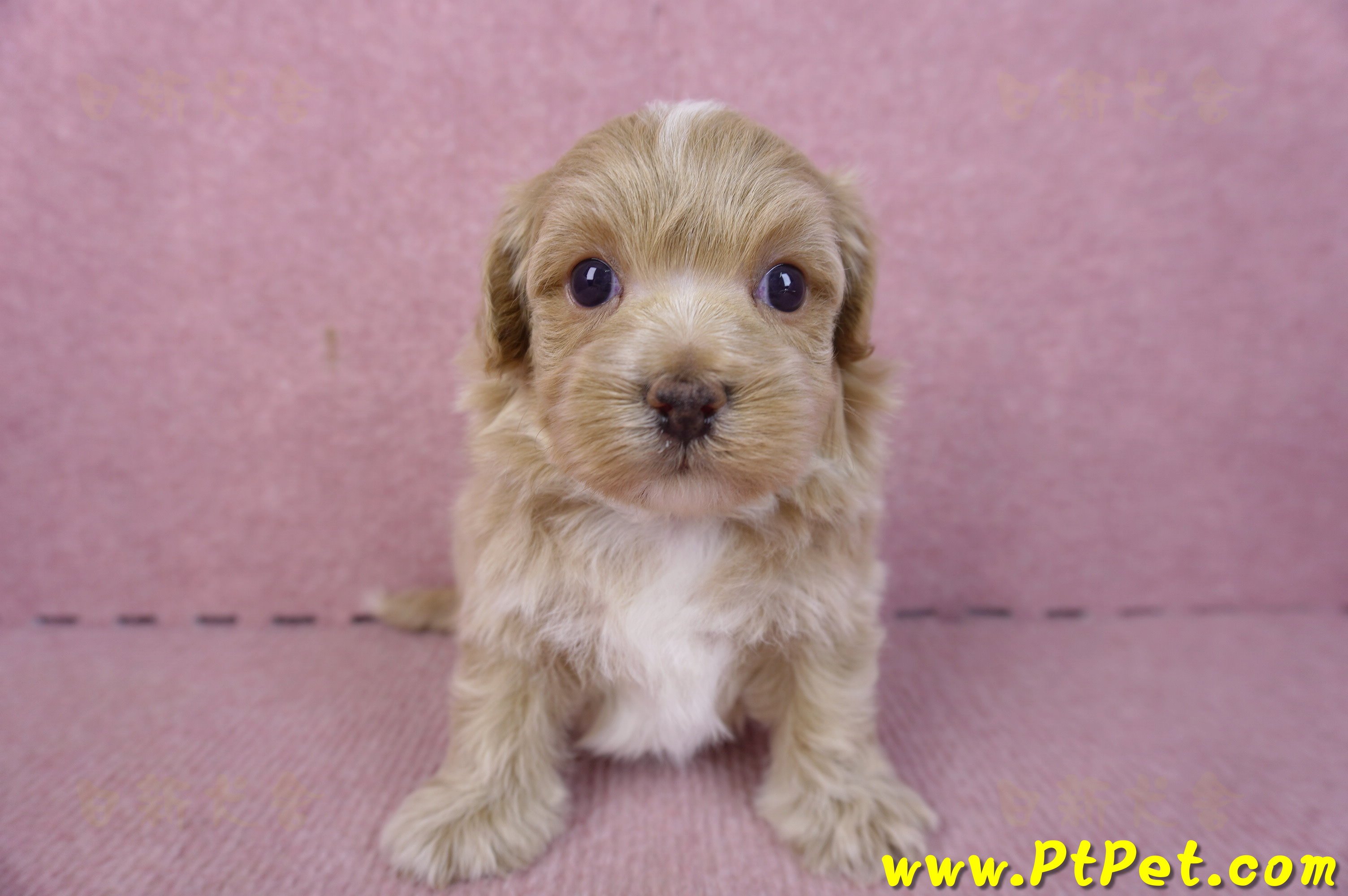 01/11馬爾泰迪公幼犬1號(高雄鼓山)