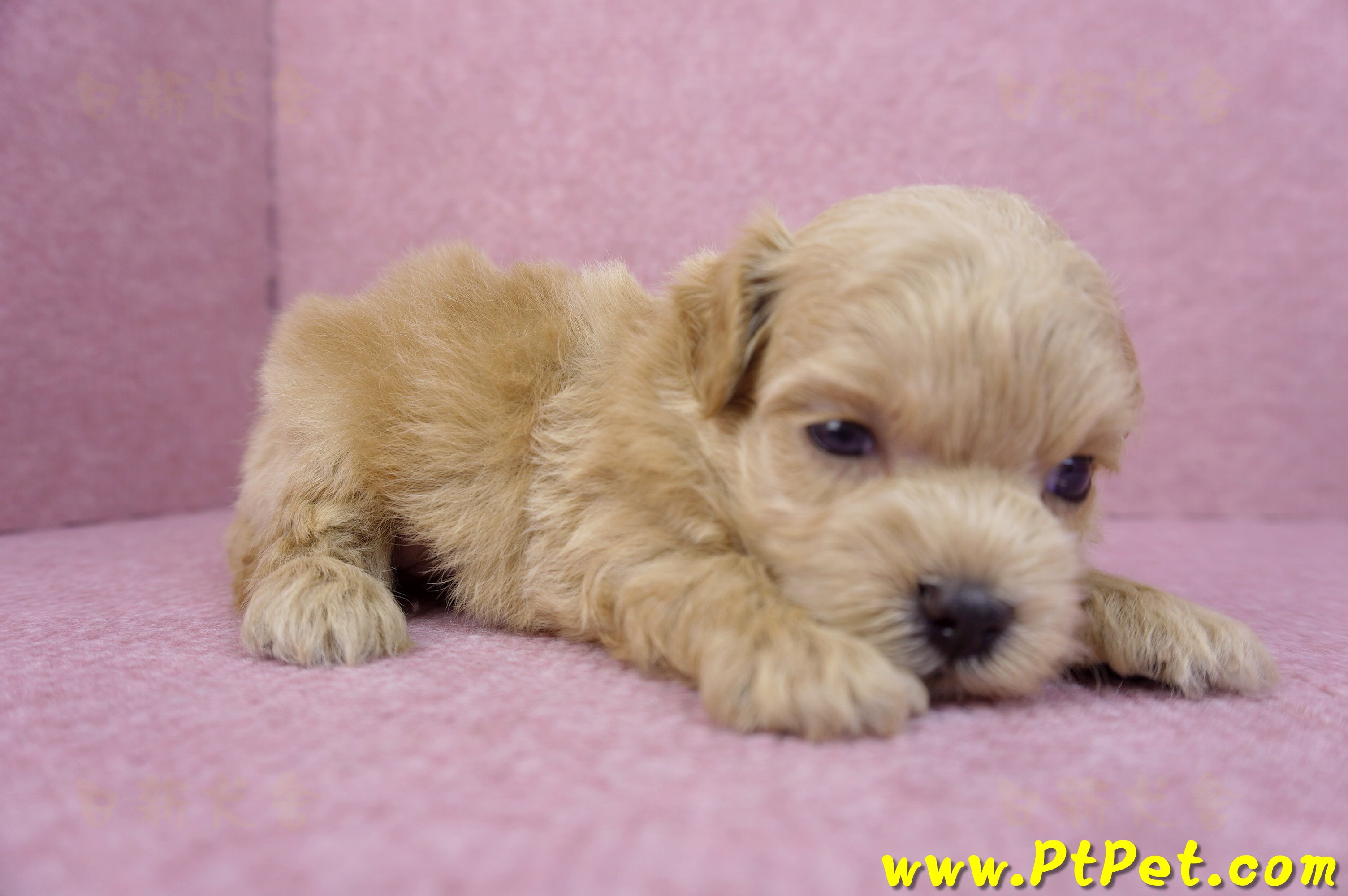 03/22馬爾泰迪公幼犬