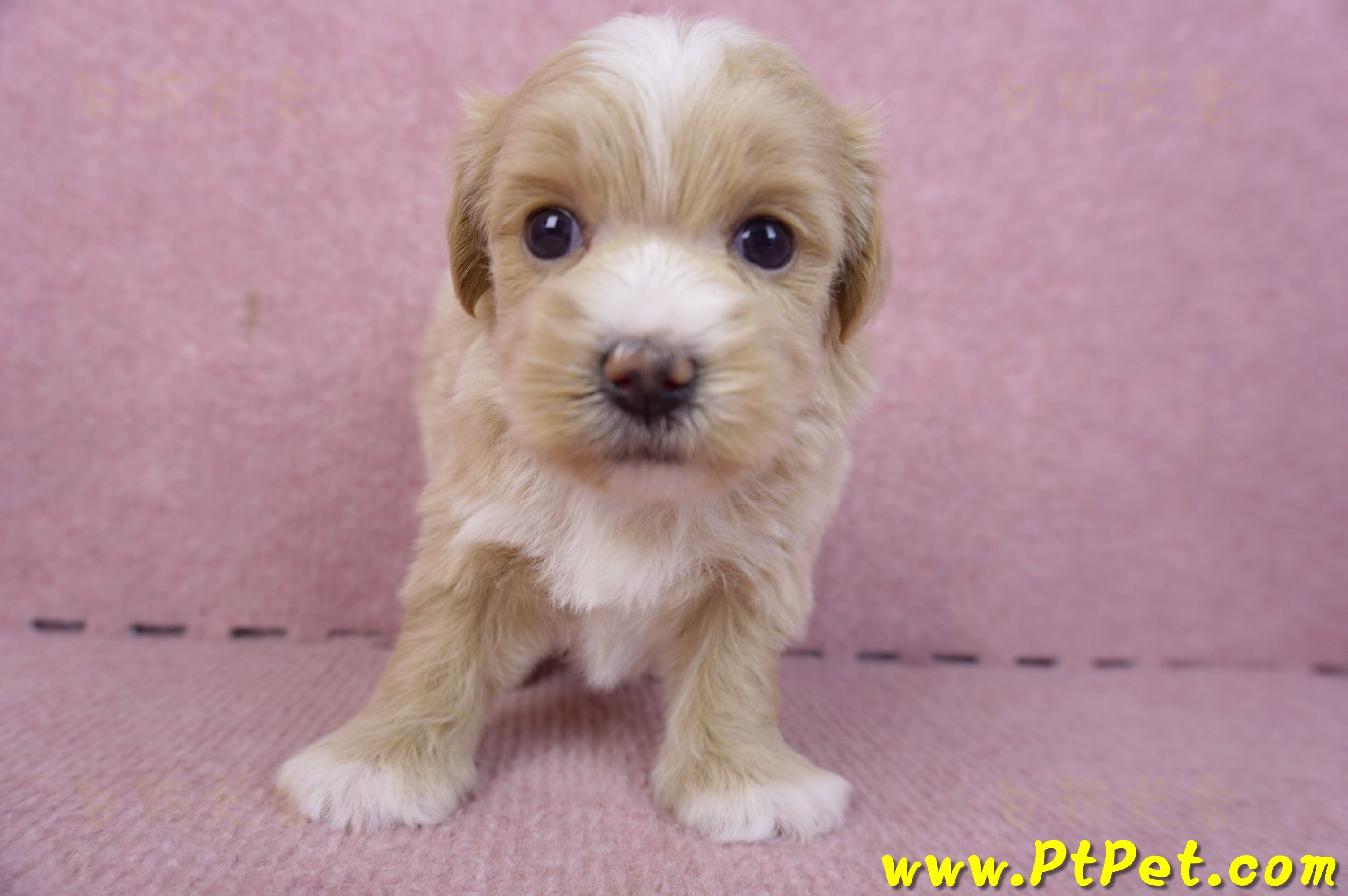 01/30馬爾泰迪公幼犬3號