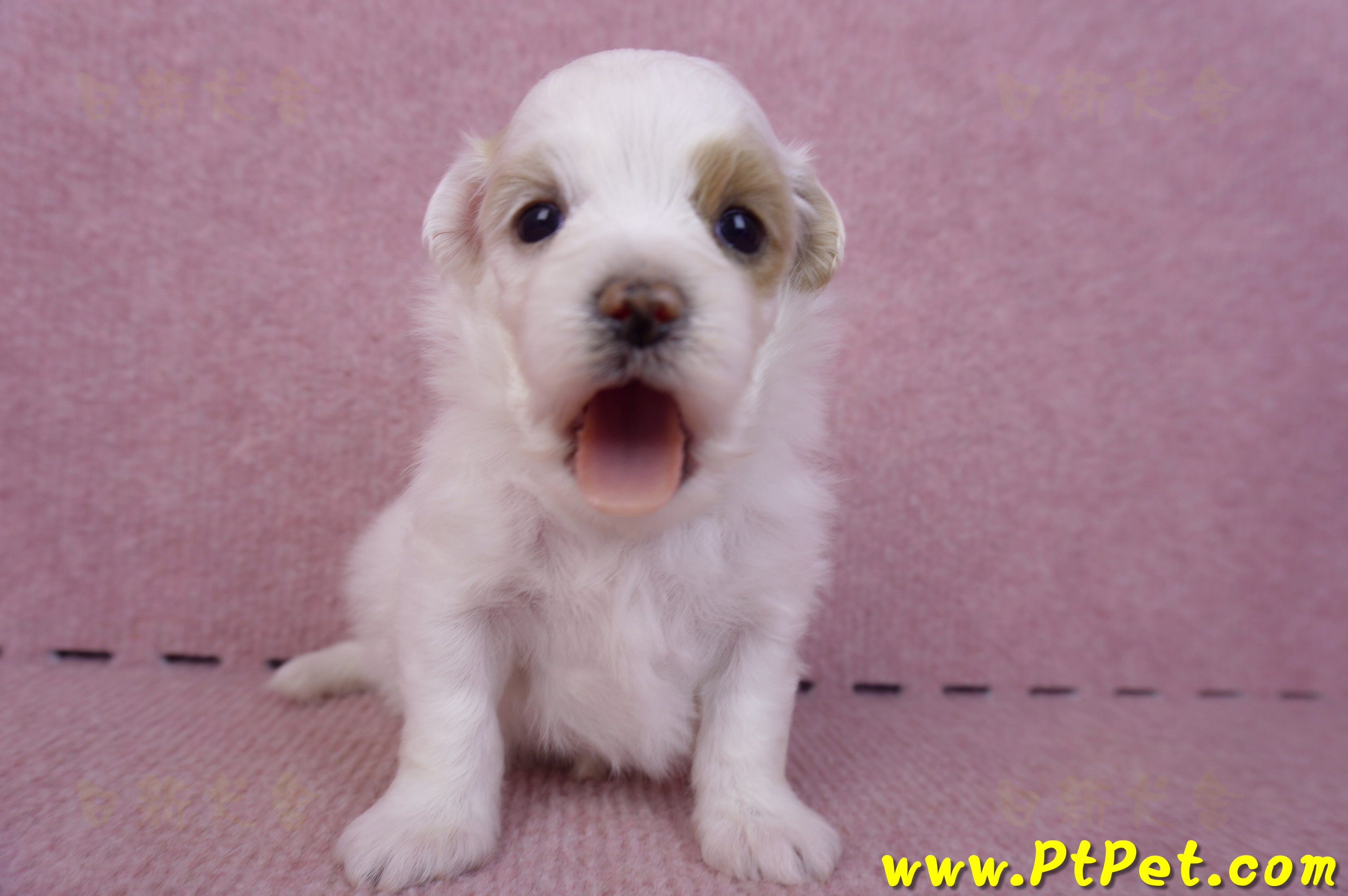 09/27馬爾泰迪母幼犬1號(台中豐原)