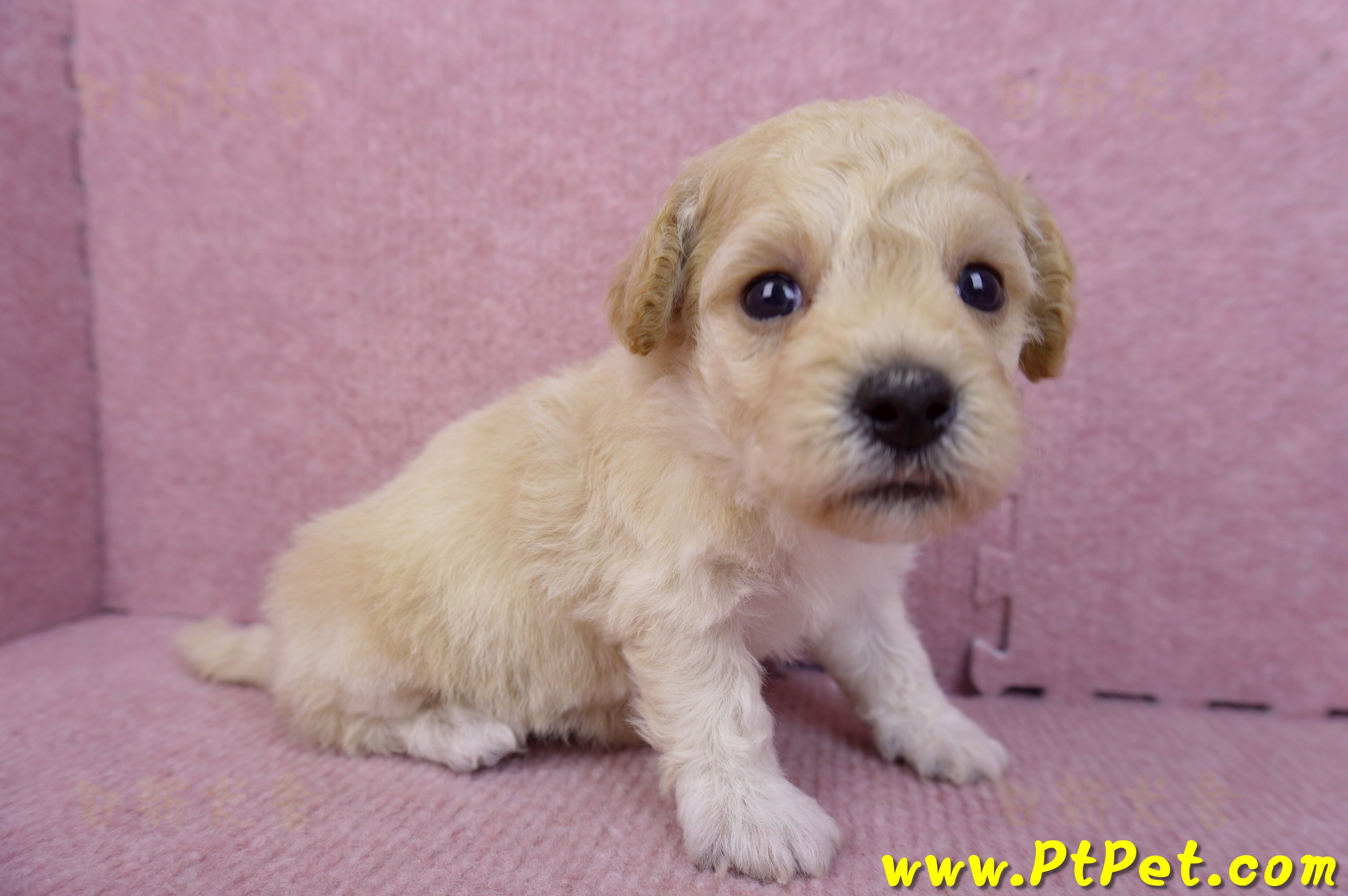 08/14泰迪比熊母幼犬(屏東新園)