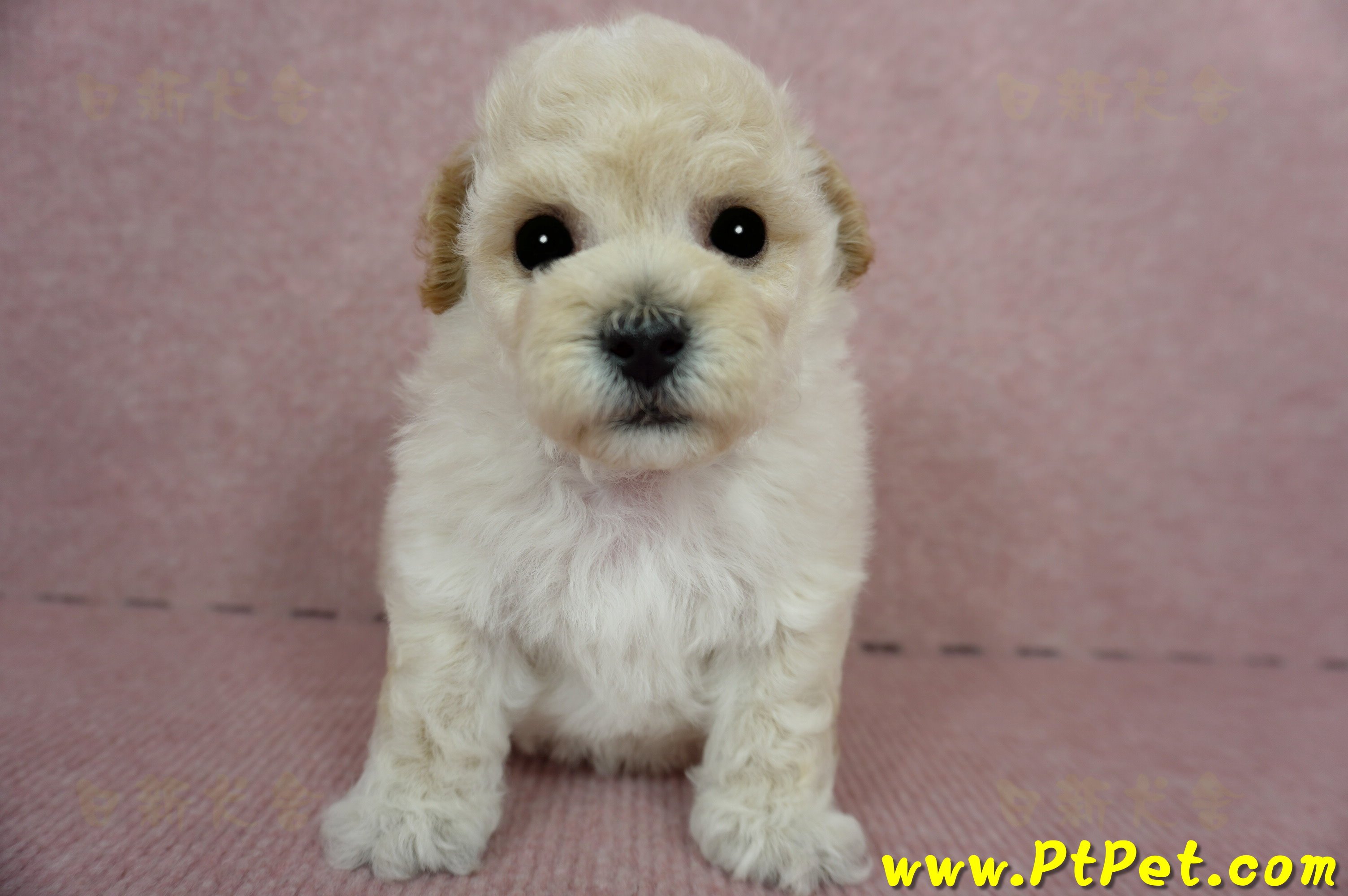 03/12泰迪比熊公幼犬4號(桃園市)