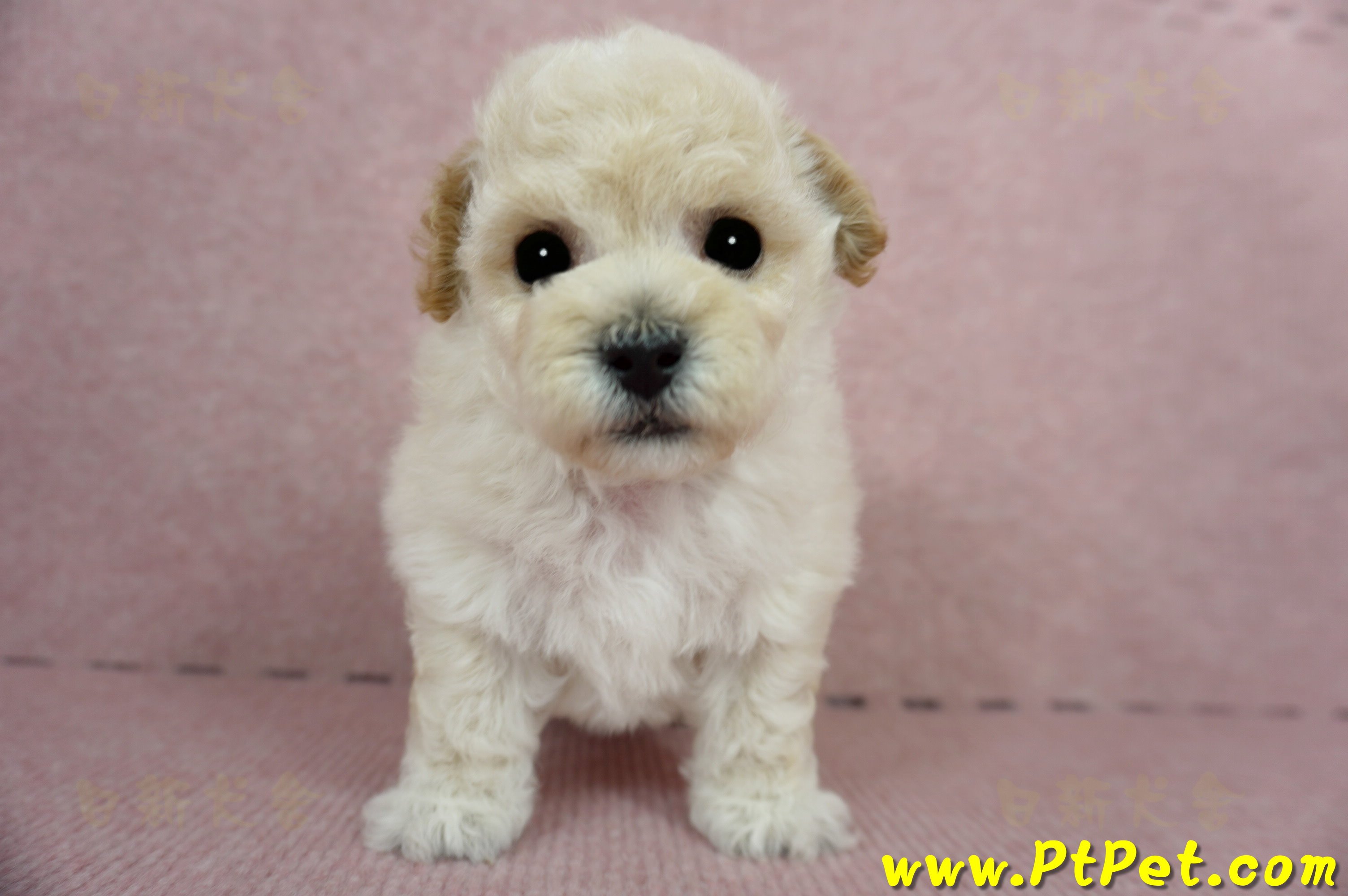 03/12泰迪比熊公幼犬4號(桃園市)