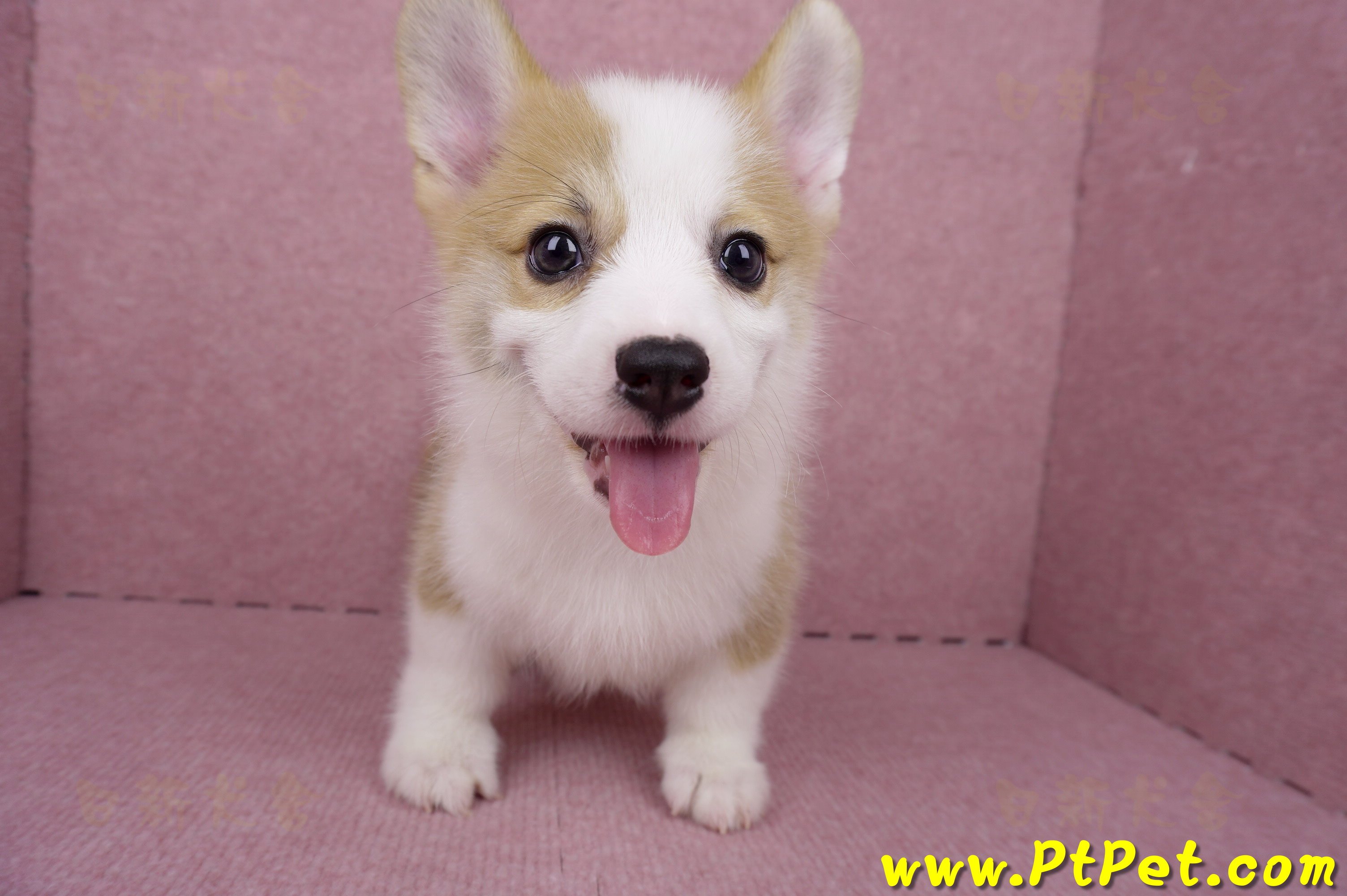 05/27雙色柯基犬公幼犬1號(台北大安)