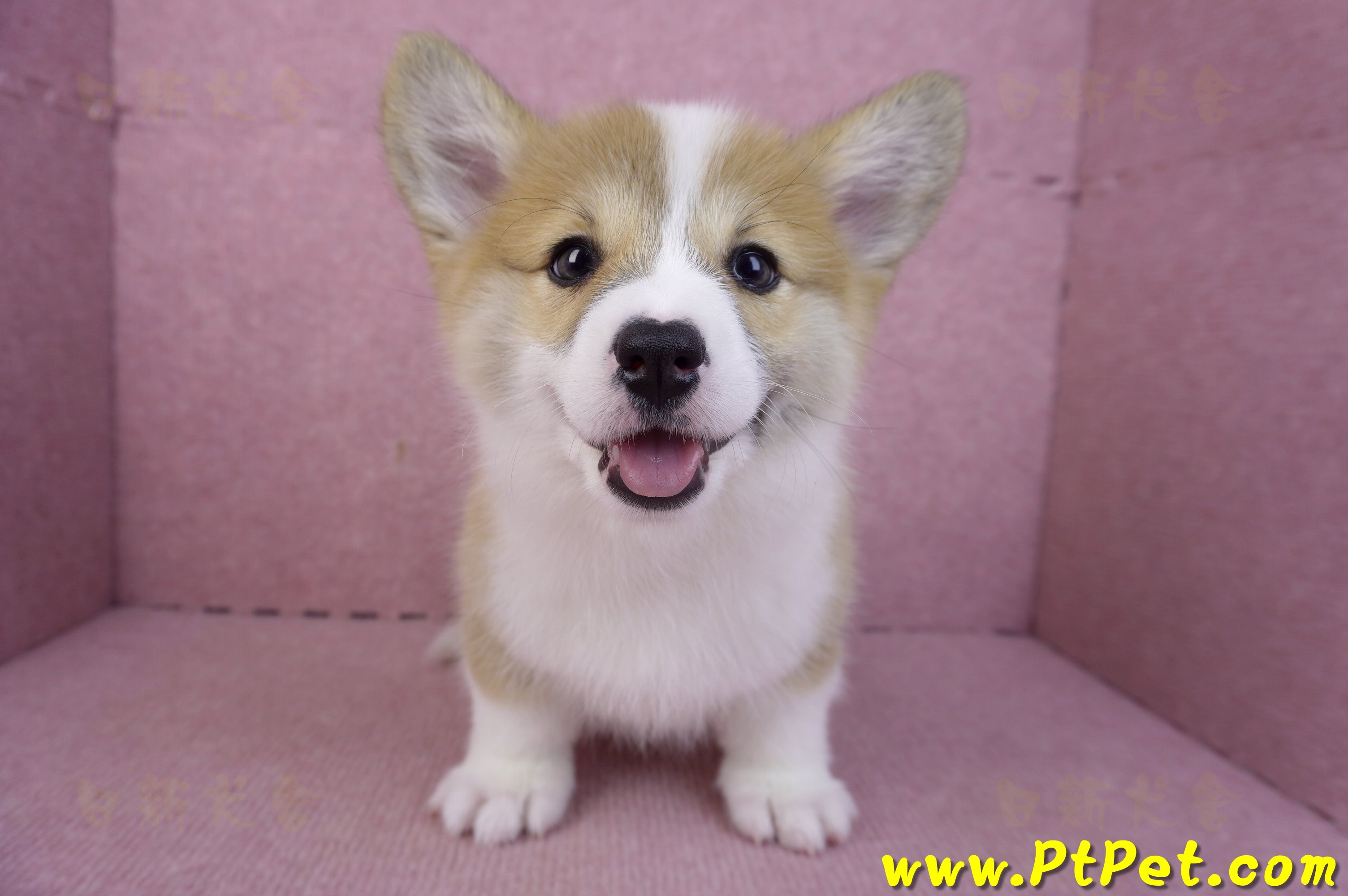 11/30雙色柯基犬母幼犬(屏東萬巒)