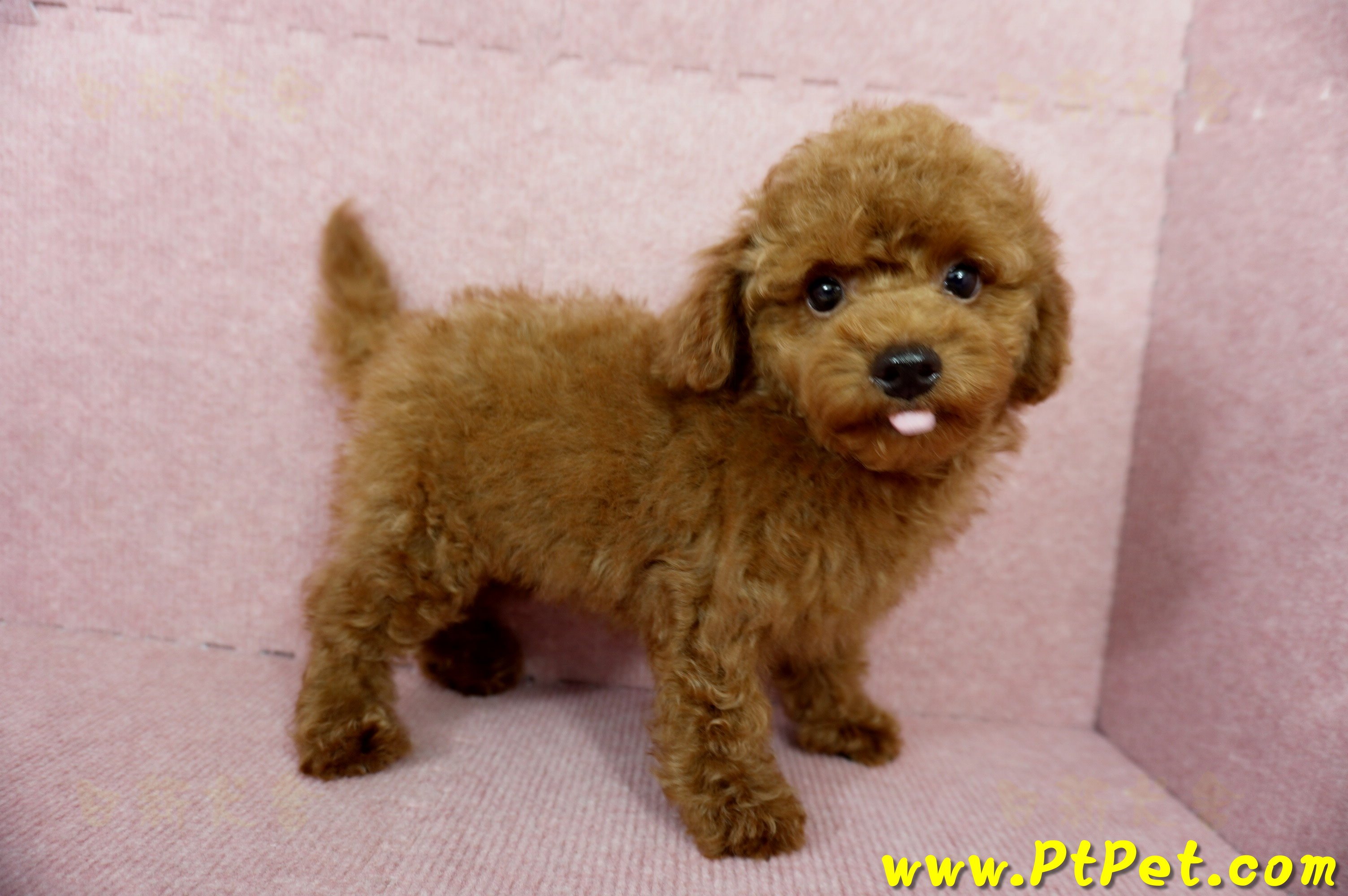 04/15玩具型紅貴賓公幼犬(基隆中山)