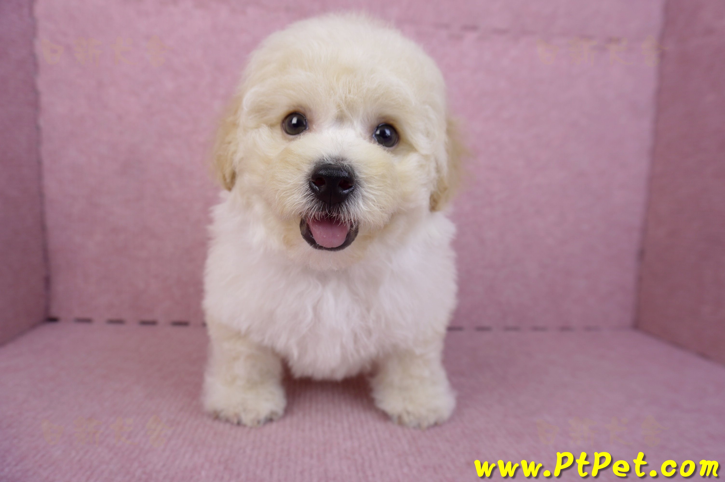 08/14泰迪比熊公幼犬1號(花蓮吉安)