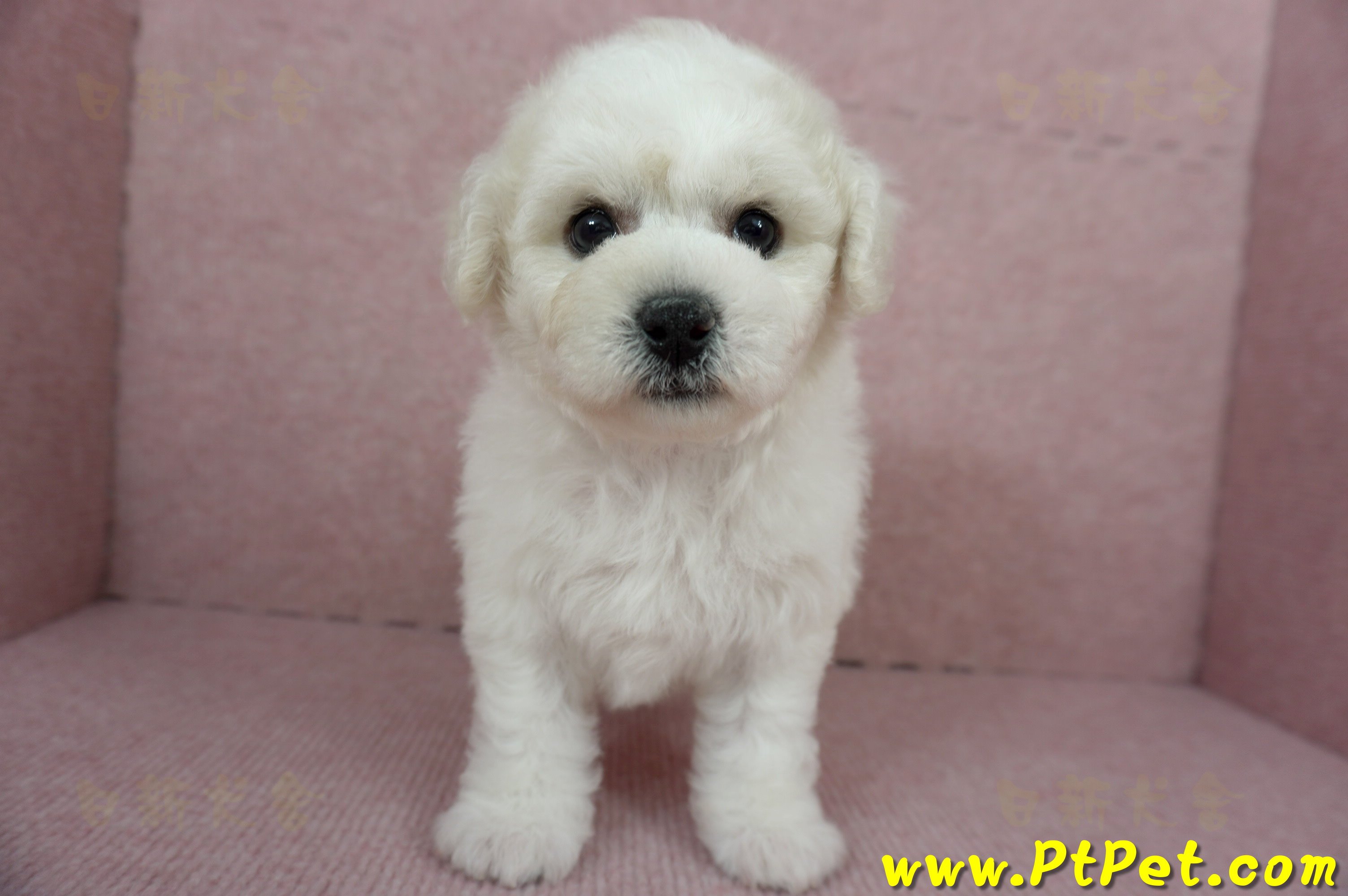 12/01比熊犬母幼犬1號（台北中山）