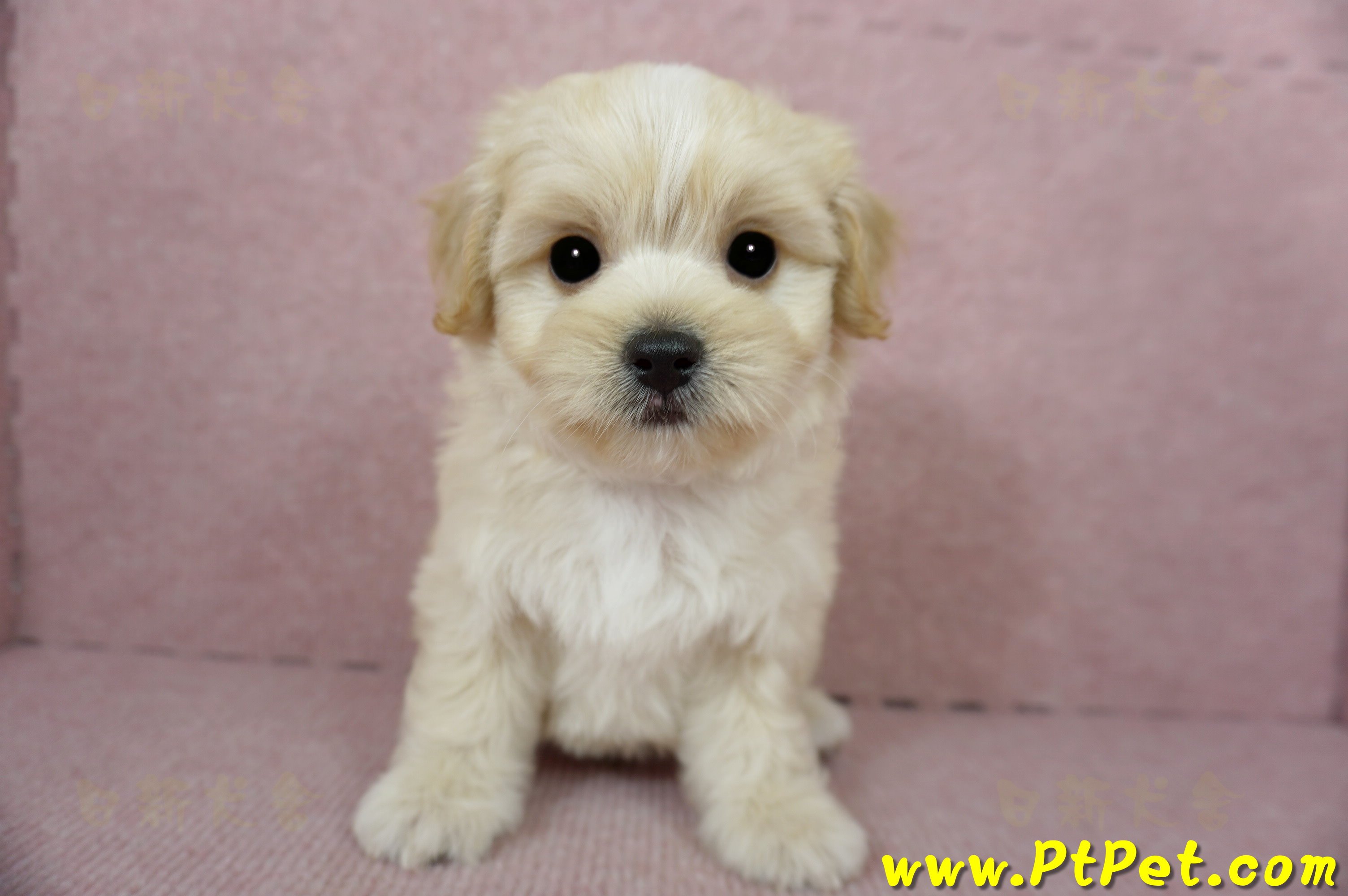 01/10奶油色馬爾泰迪公幼犬2號(花蓮光復)