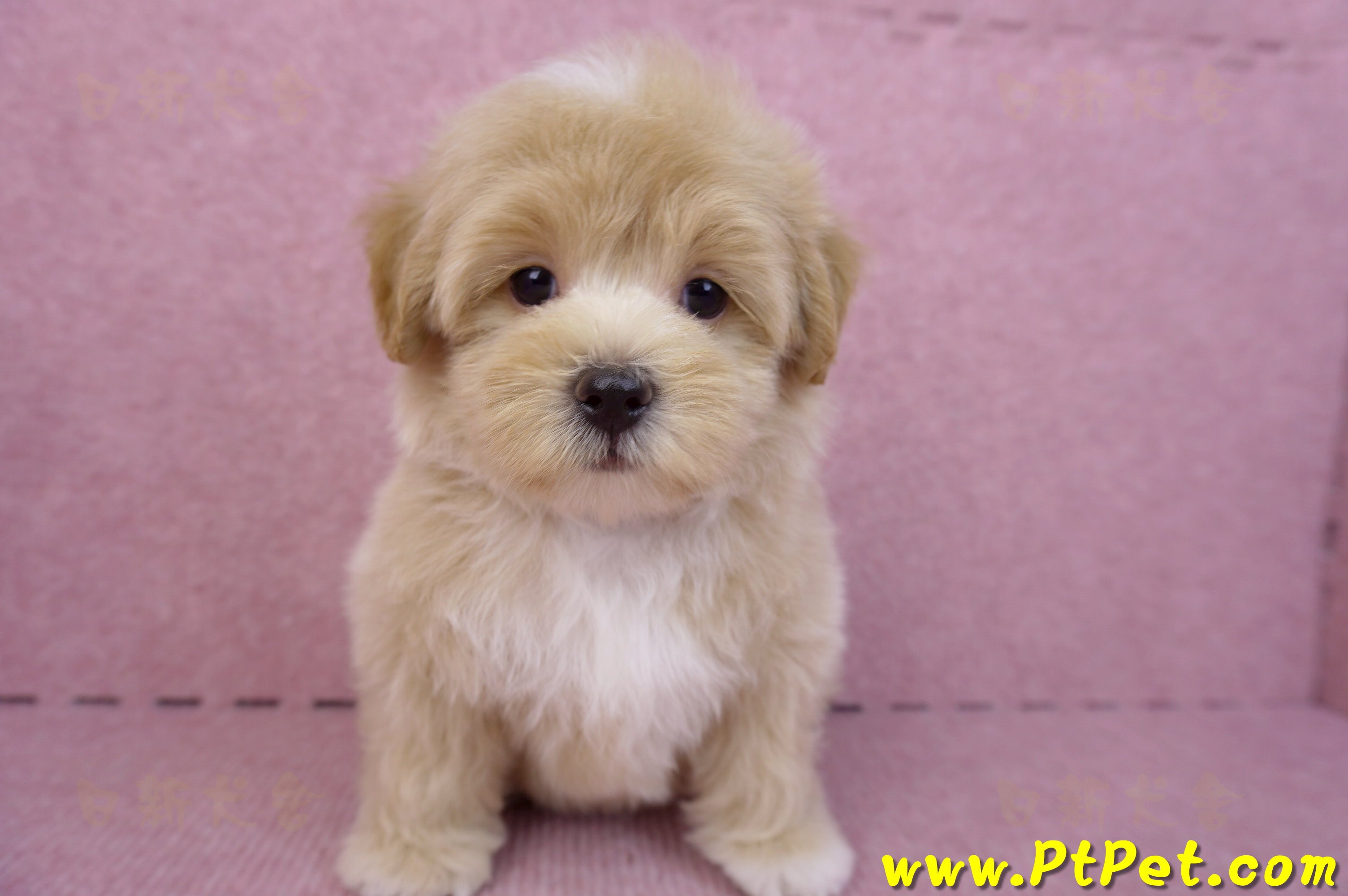 08/06奶油色馬爾泰迪公幼犬(台北中山)