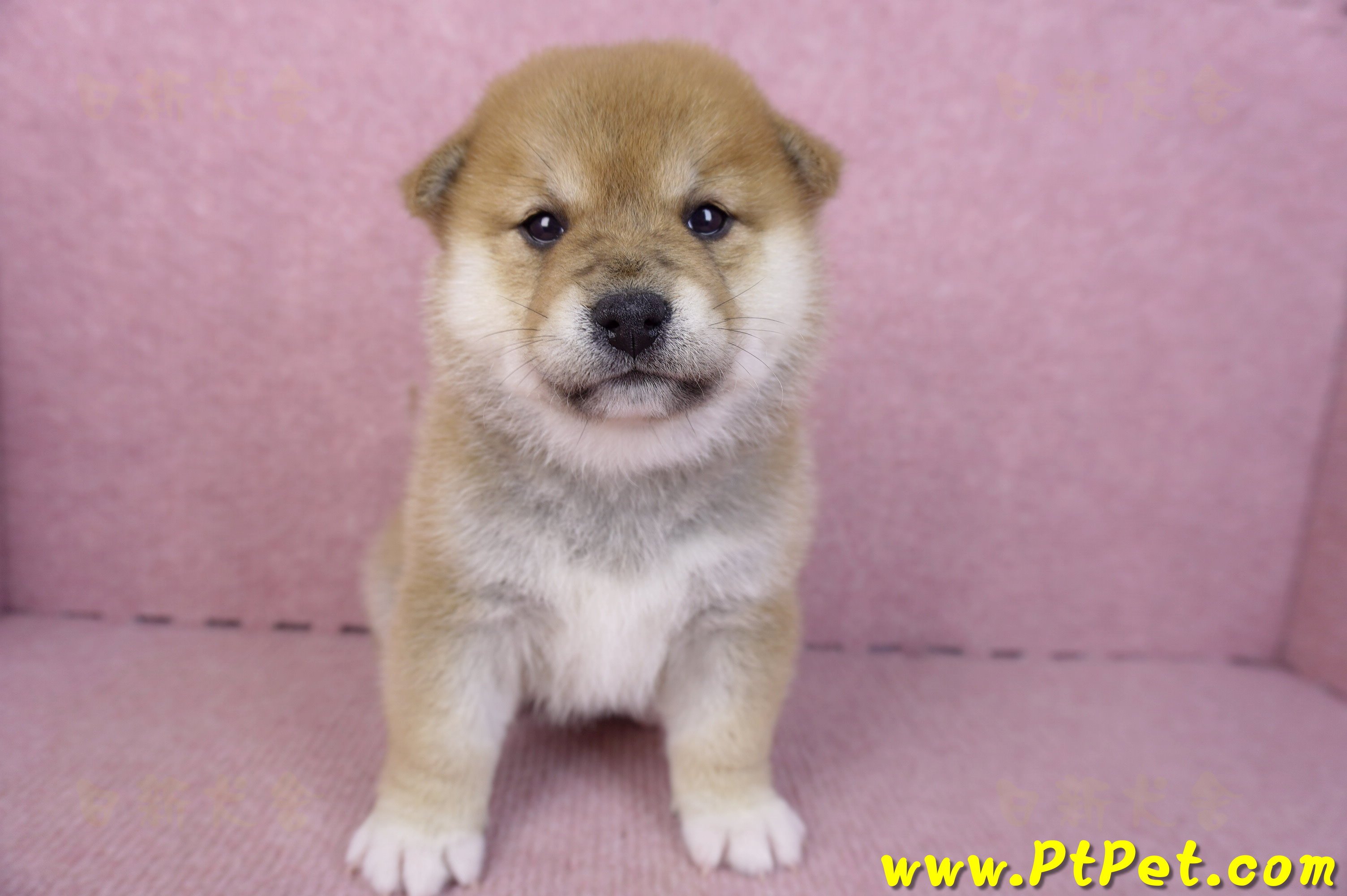 01/16赤色柴犬母幼犬1號