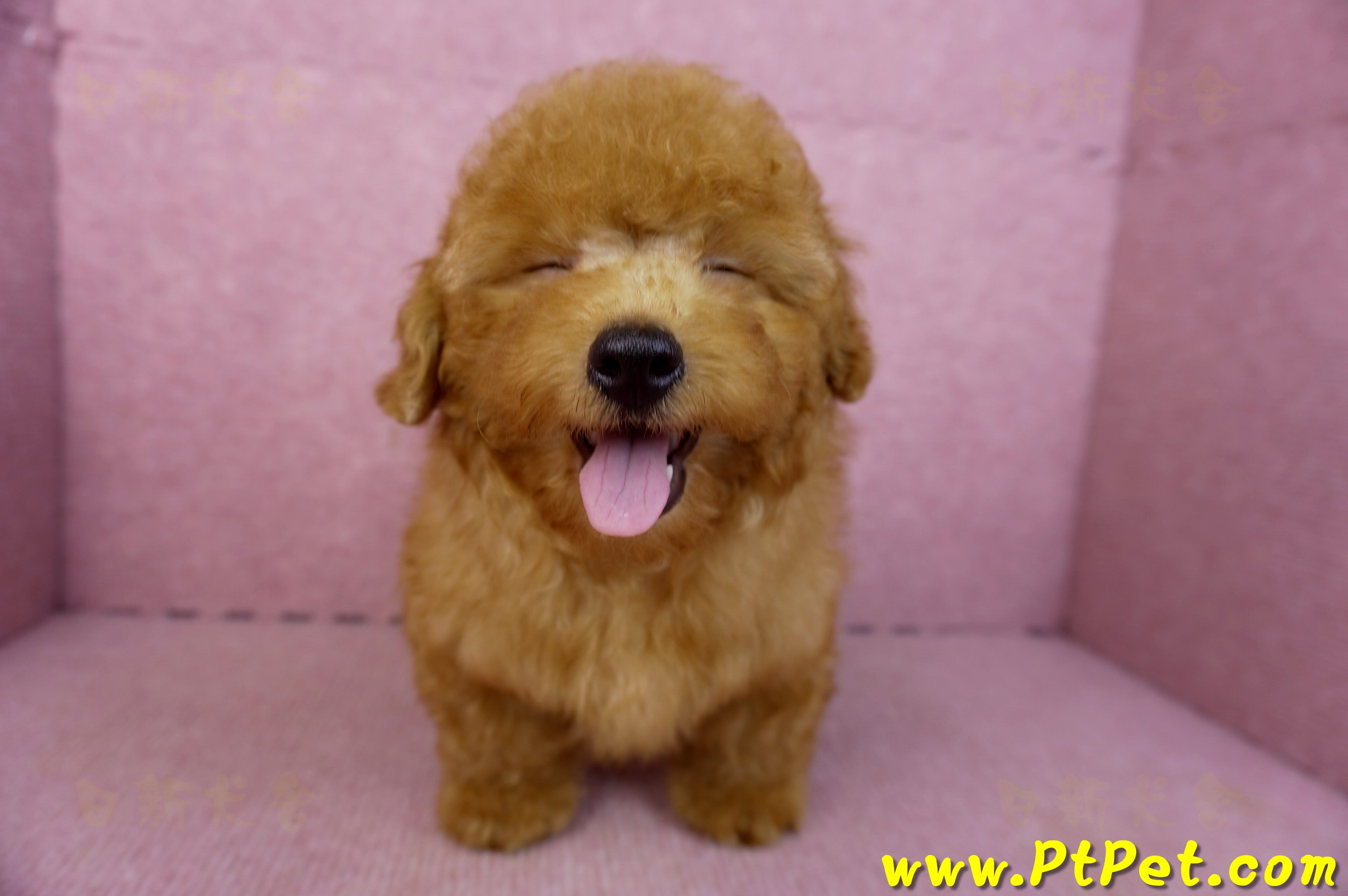 01/26紅貴賓公幼犬